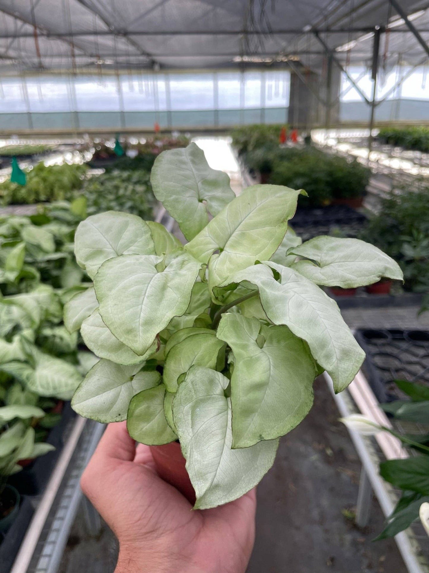 Syngonium 'Moonshine' - 4" Pot