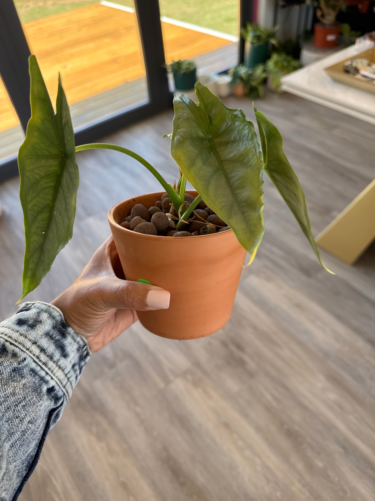 Alocasia 'Scalprum' - in leca