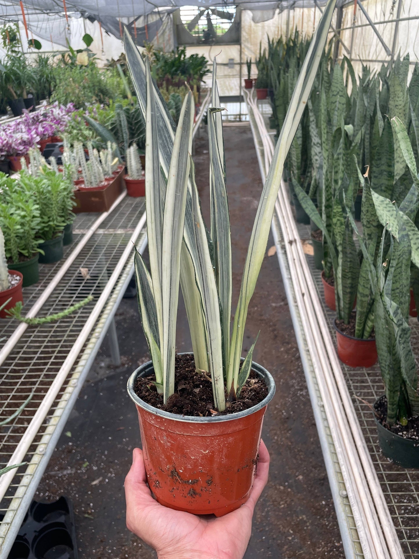 Snake 'Bantel's Sensation' - 6" Pot