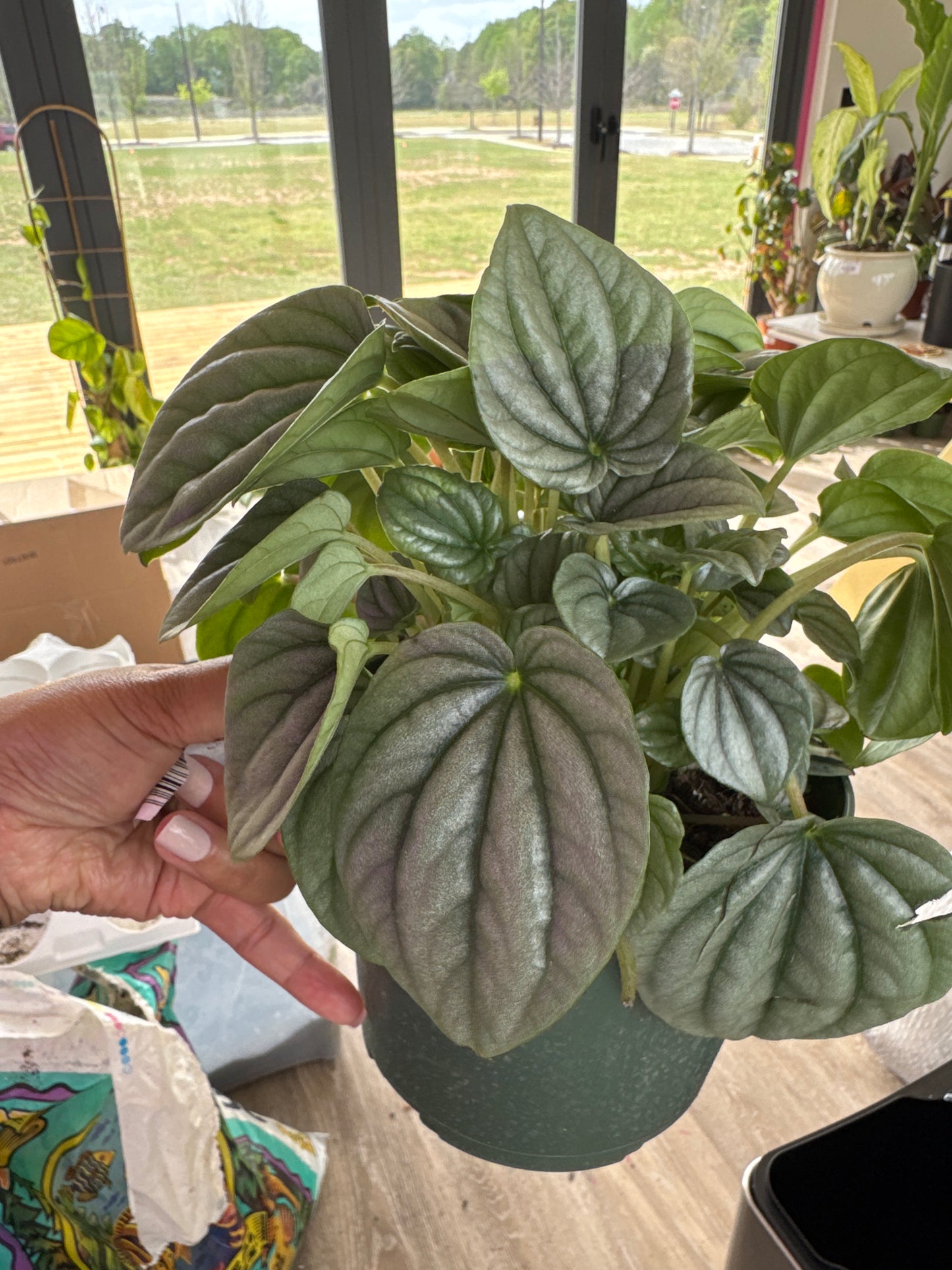 Peperomia Frost