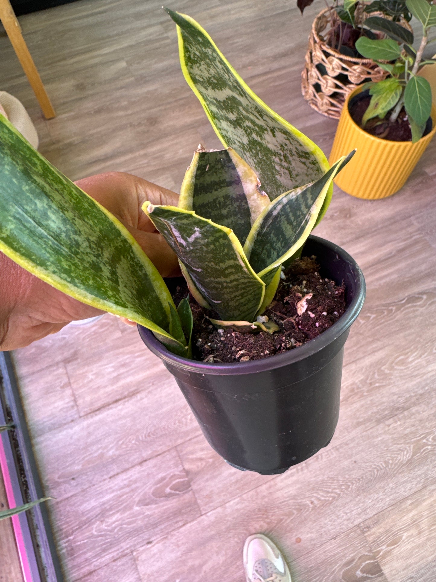 Sansevieria Laurentii