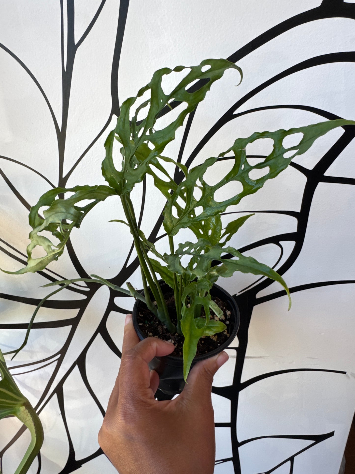 Monstera Obliqua Peru 4"