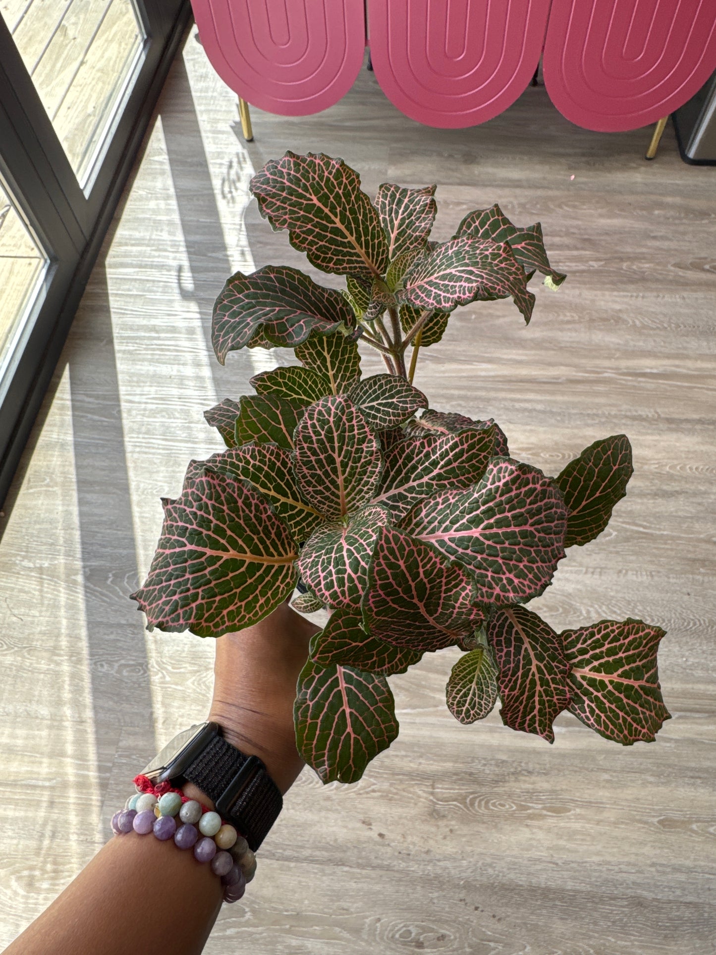 Fittonia