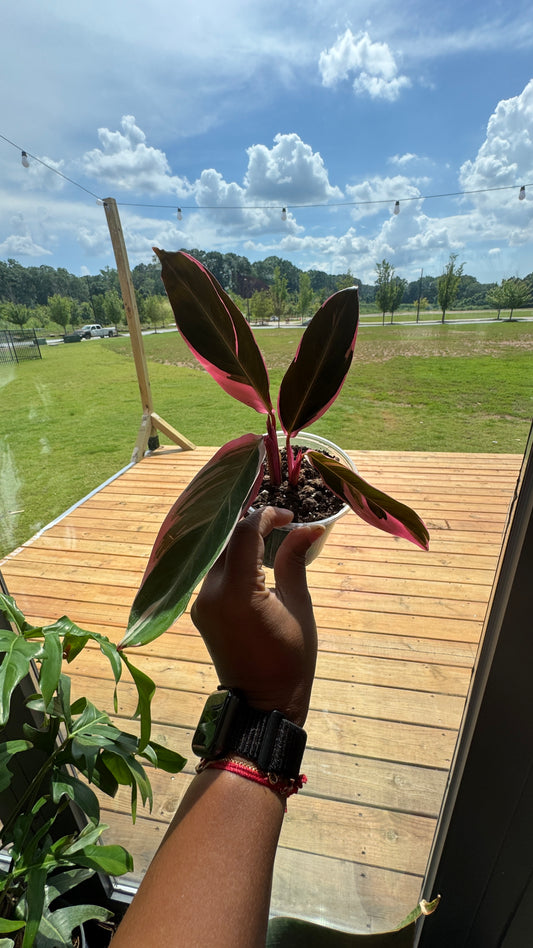Calathea Triostar