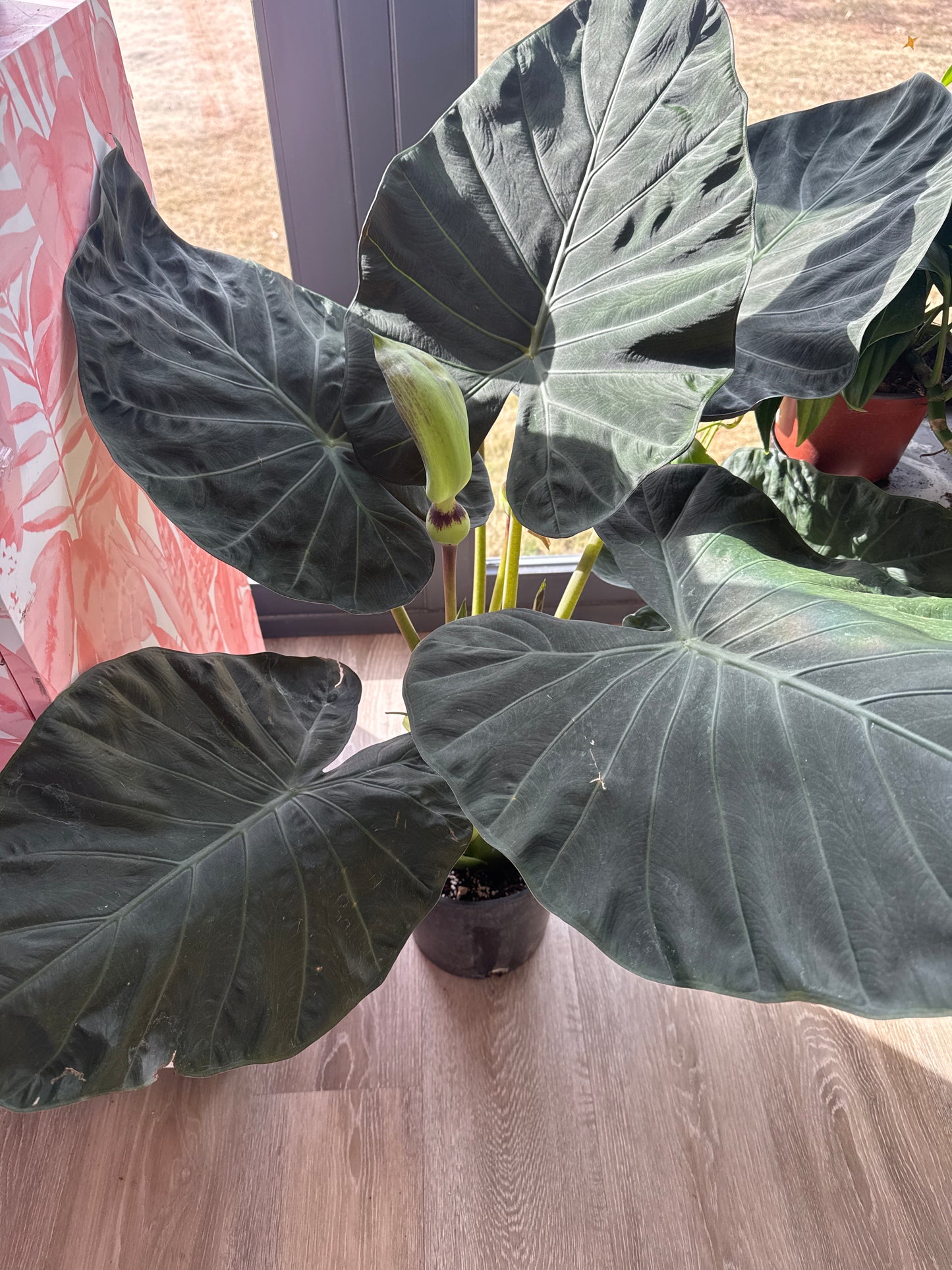 Alocasia Regal Shiel