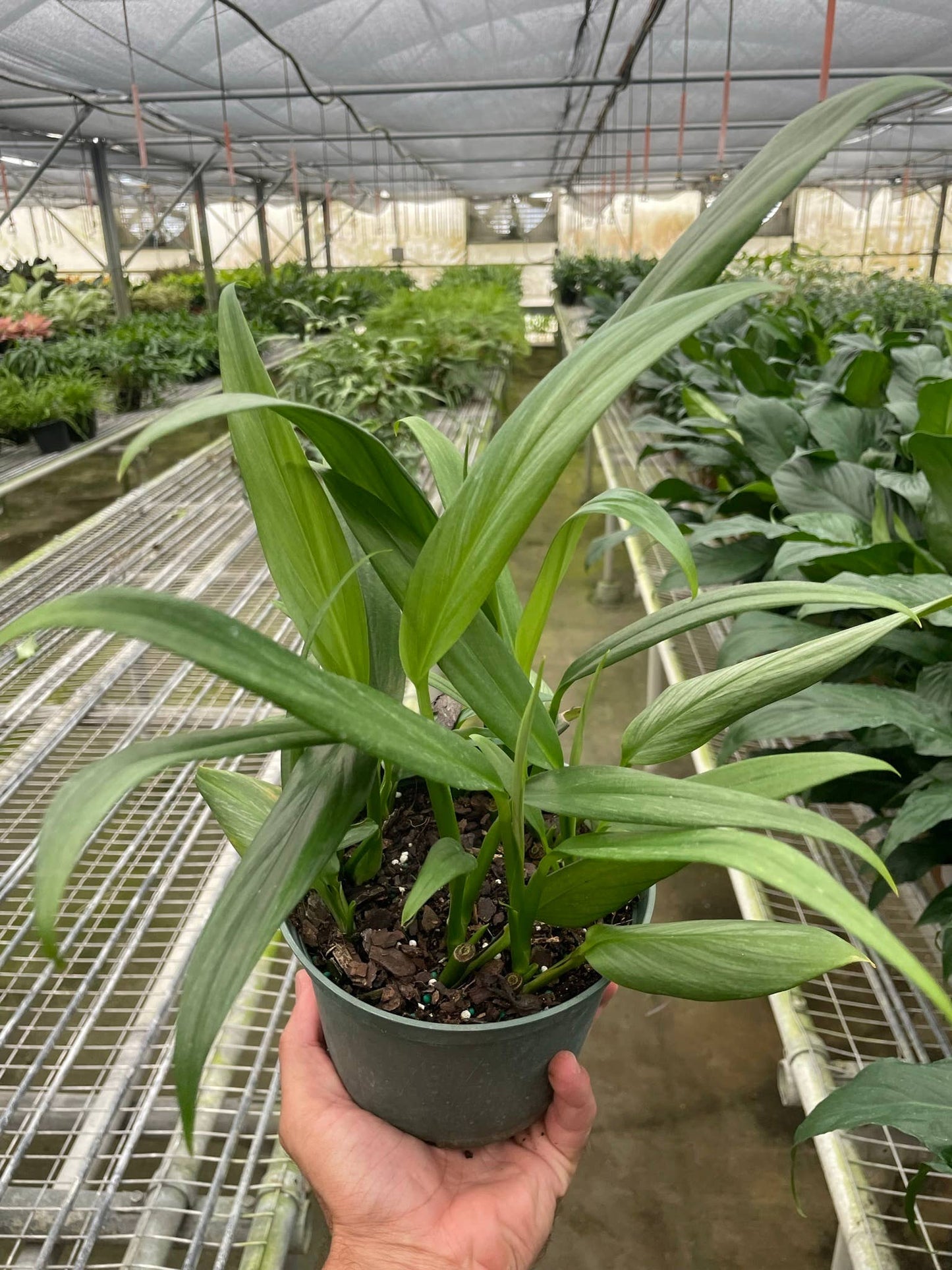 Pothos 'Silver Streak' - 6" Pot