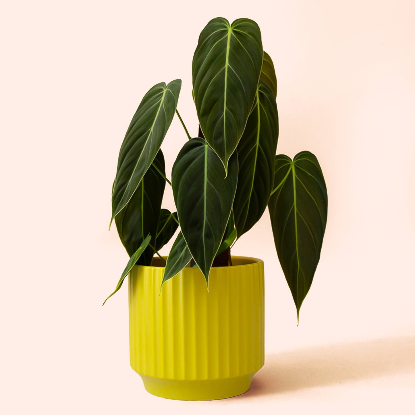 Monroe Planter | Palm