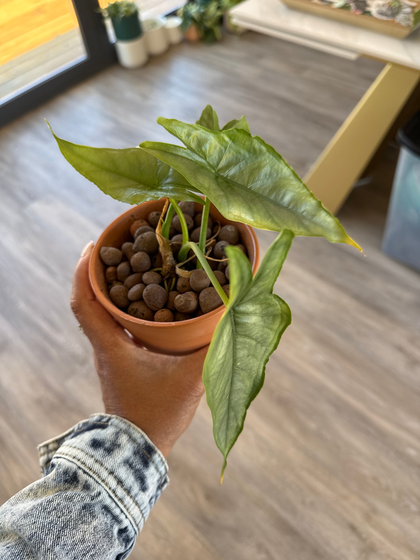 Alocasia 'Scalprum' - in leca