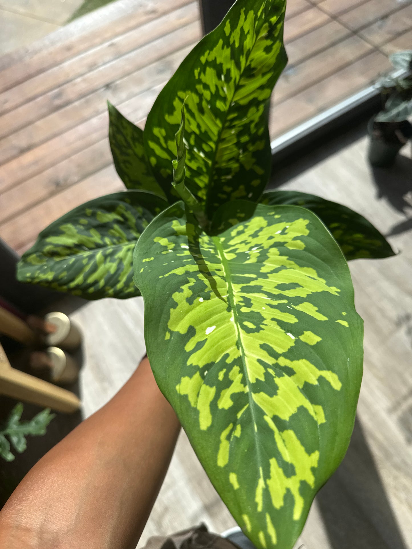 Dieffenbachia Cheetah