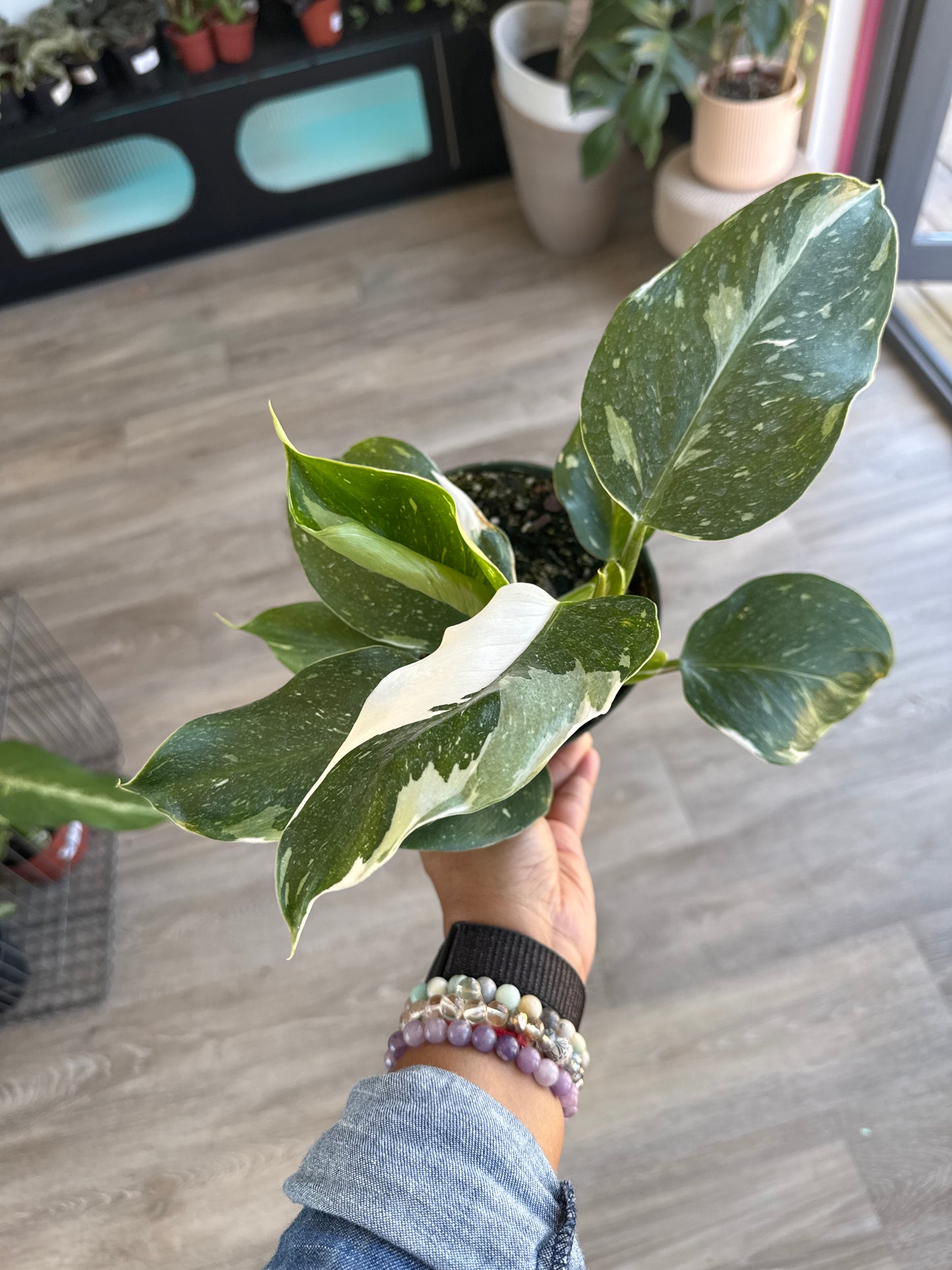 Philodendron White Knight