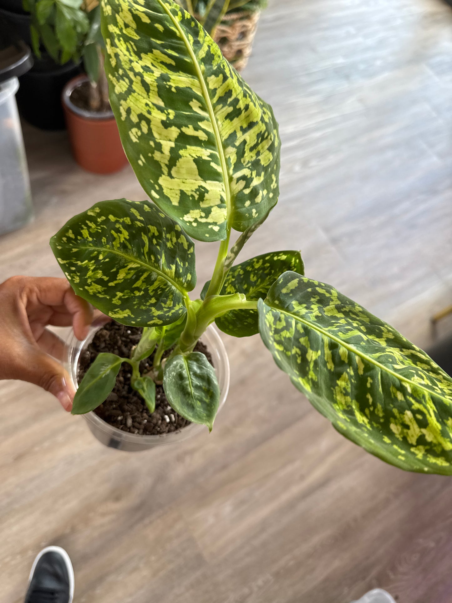 Dieffenbachia Reflector