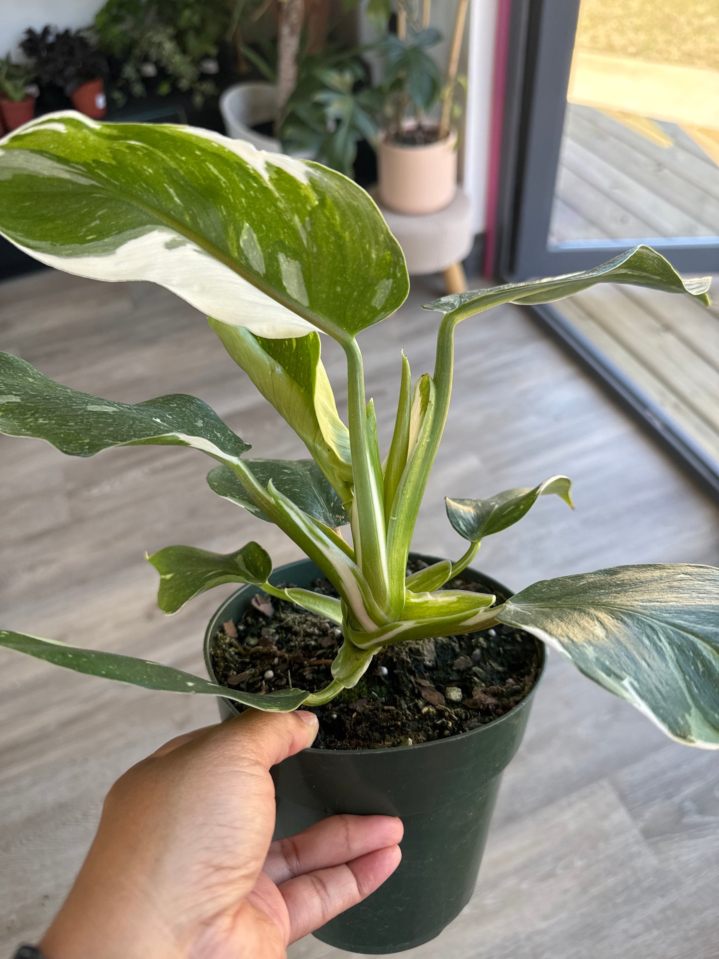 Philodendron White Knight