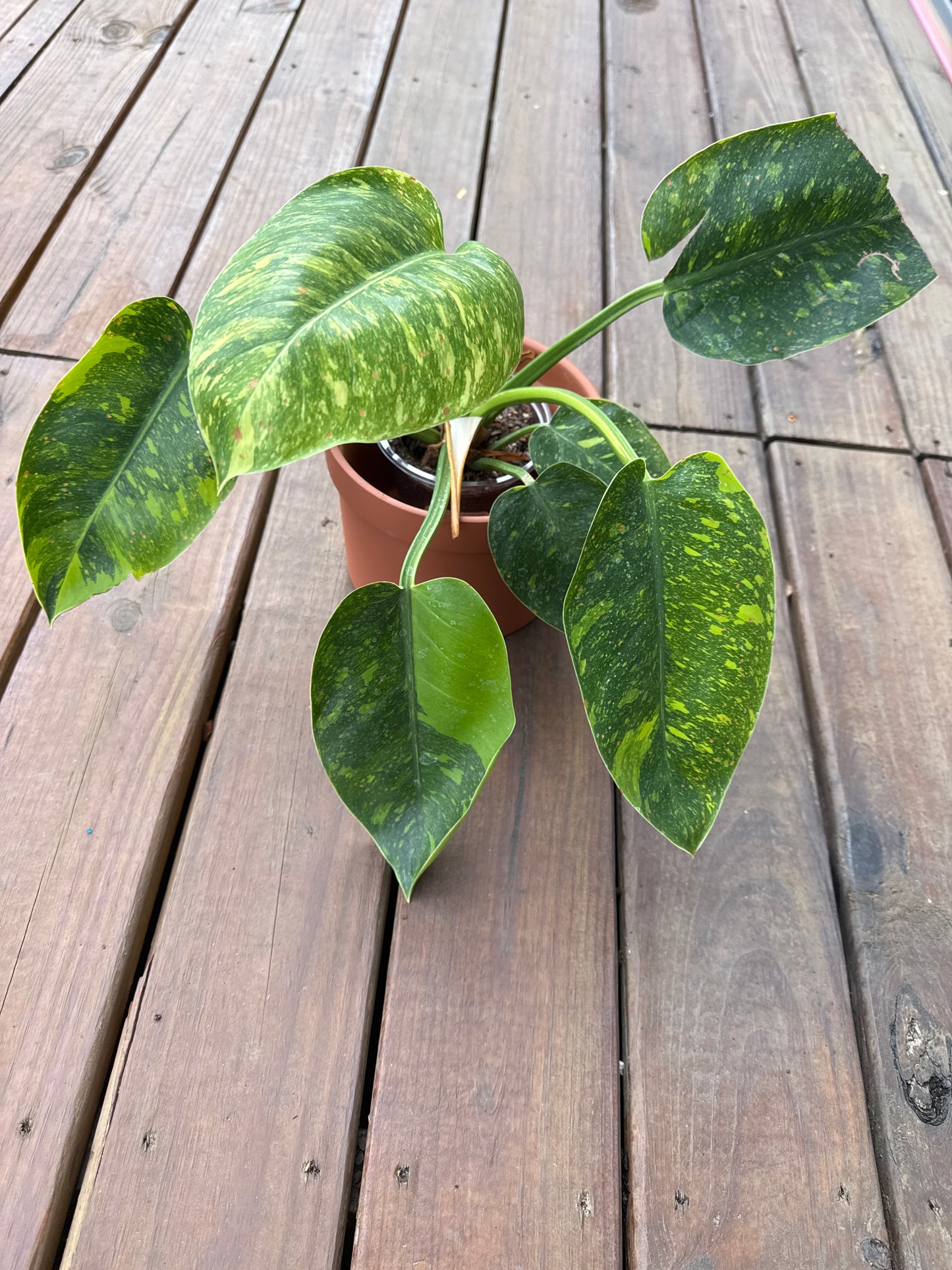 Philodendron Congo Nuclear 4 inch