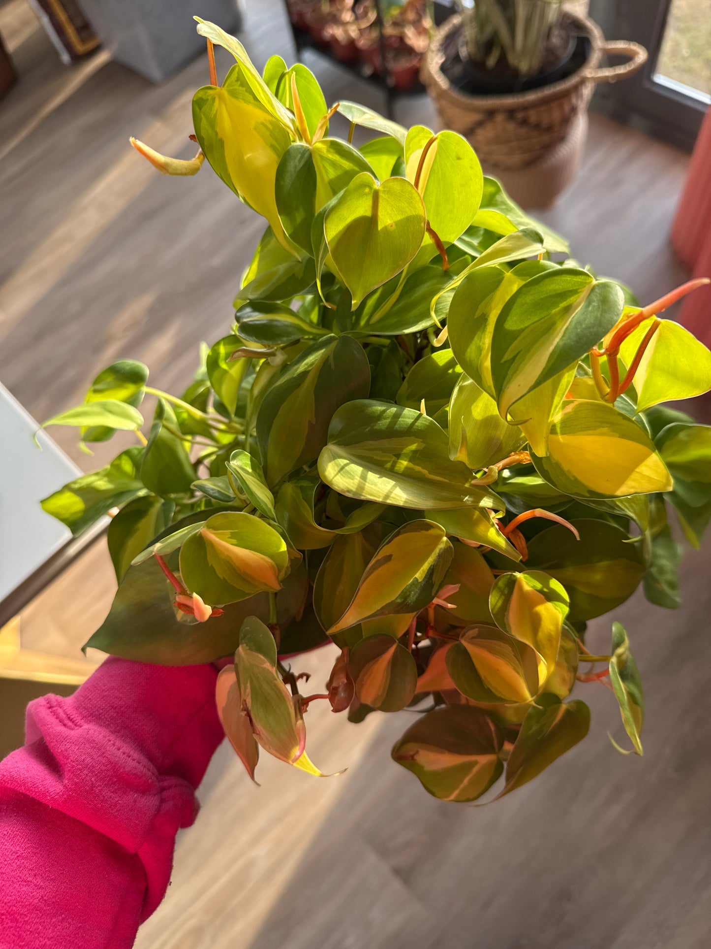 Philodendron Brasil