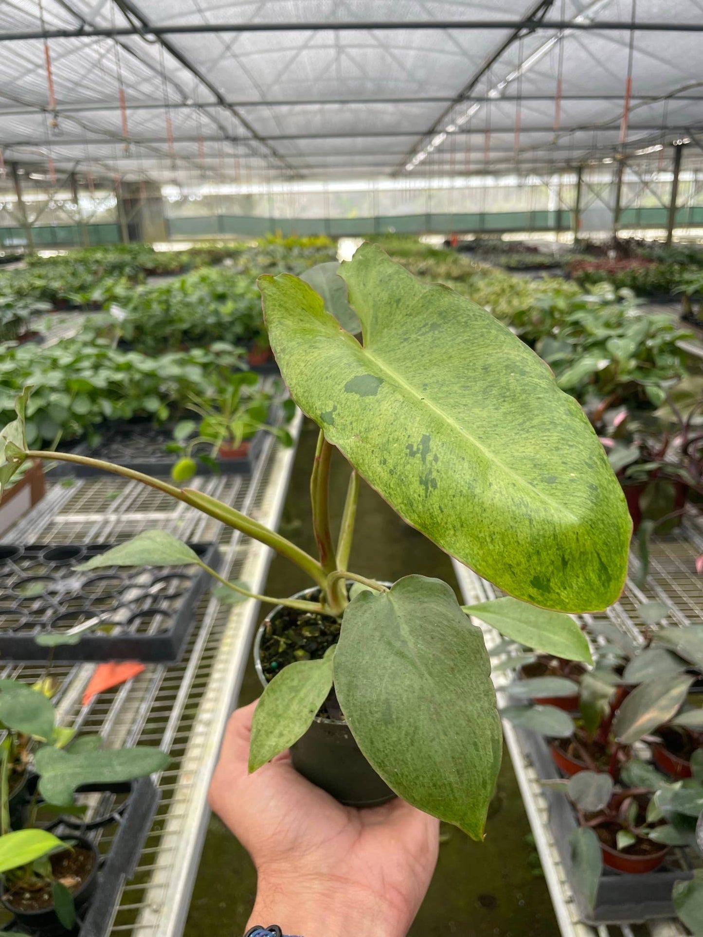 Philodendron 'Paraiso Verde' Live Plant