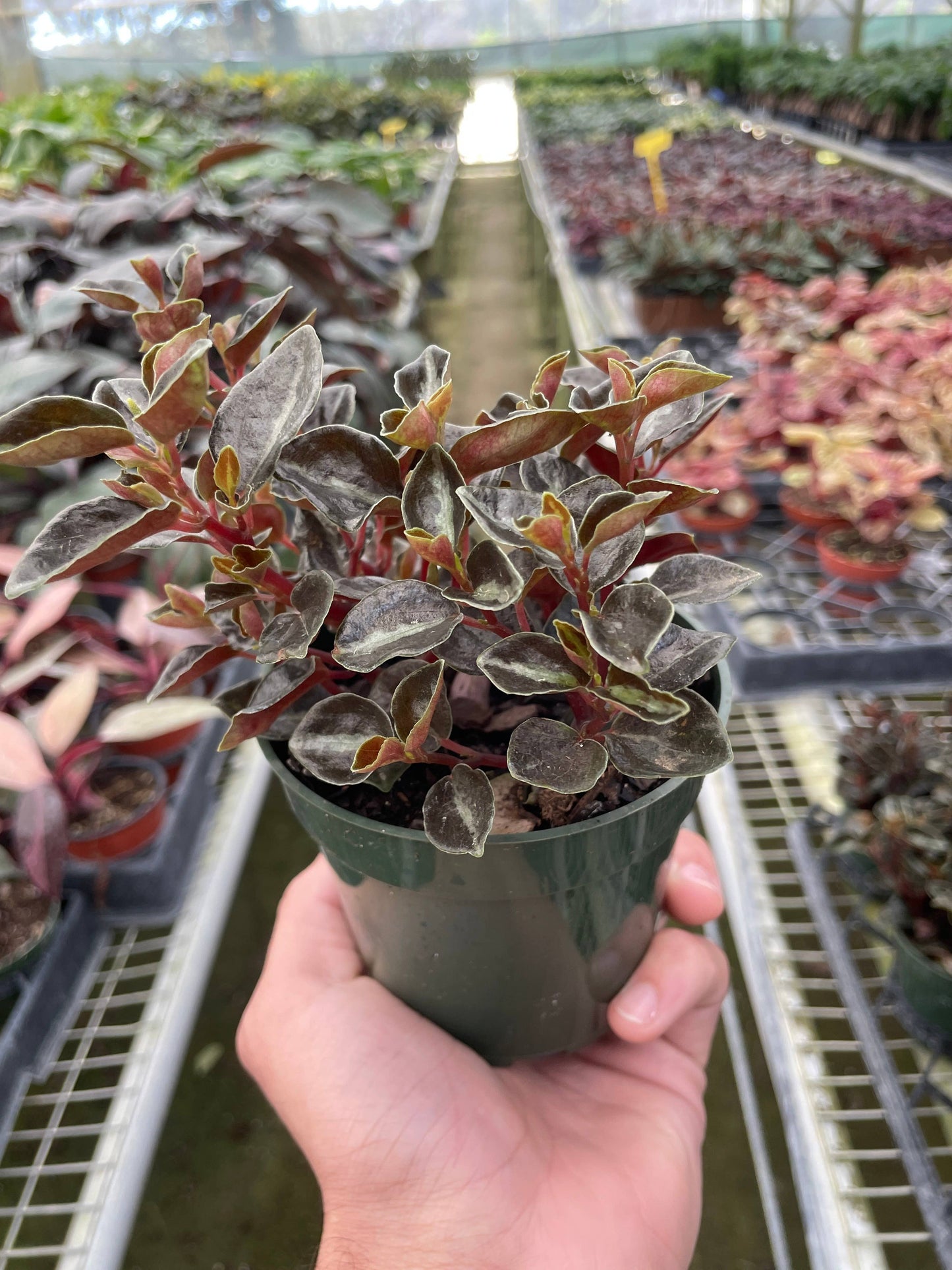 Peperomia 'Metallica' - 4" Pot