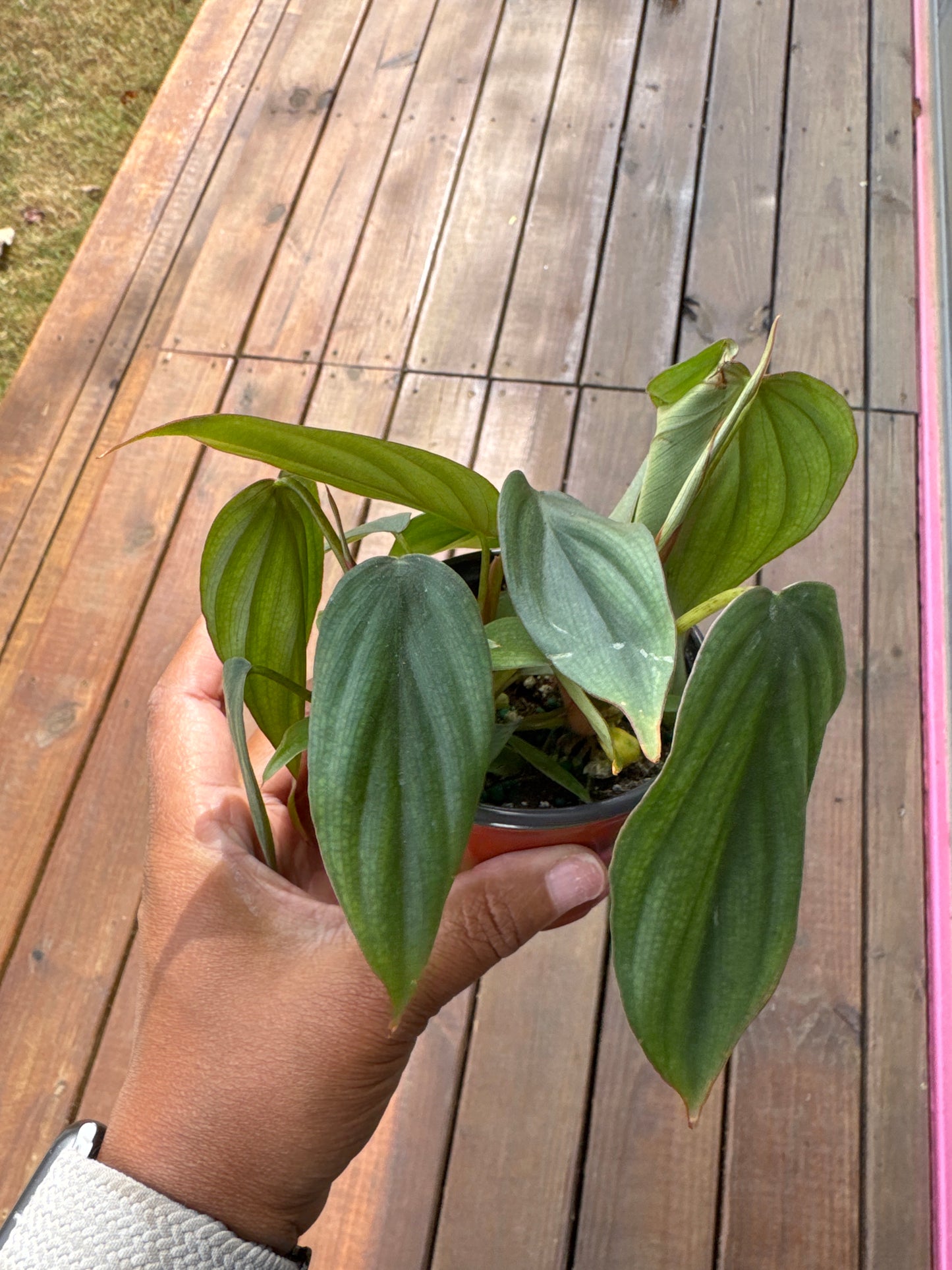 Philodendron sp. Colombia ‘El Guapo’