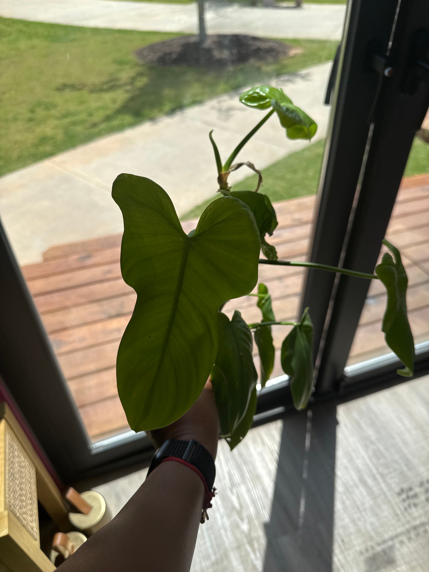 Philodendron Bipennifolium Aurea