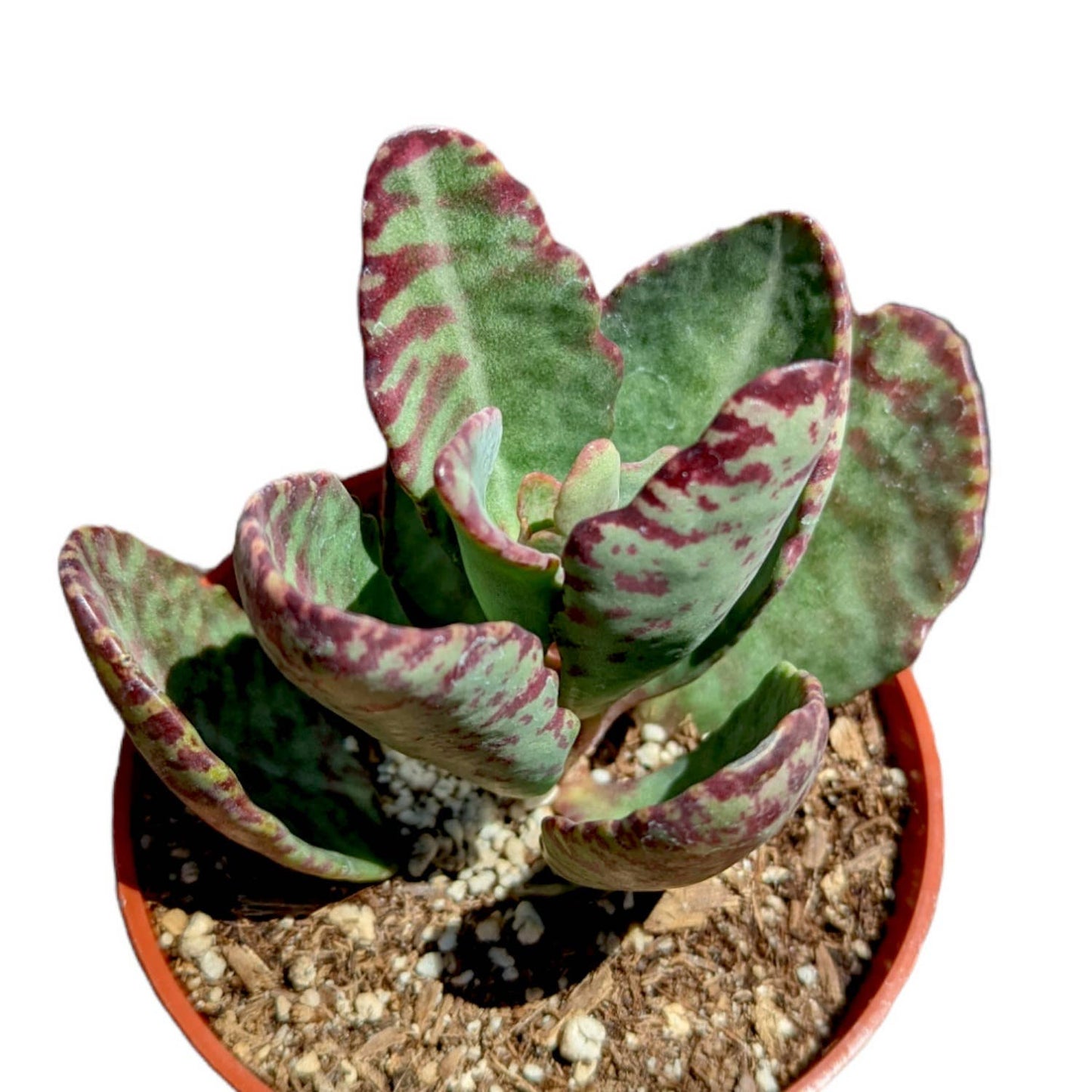 Kalanchoe humilis Surprise' - 2" Grower Pot