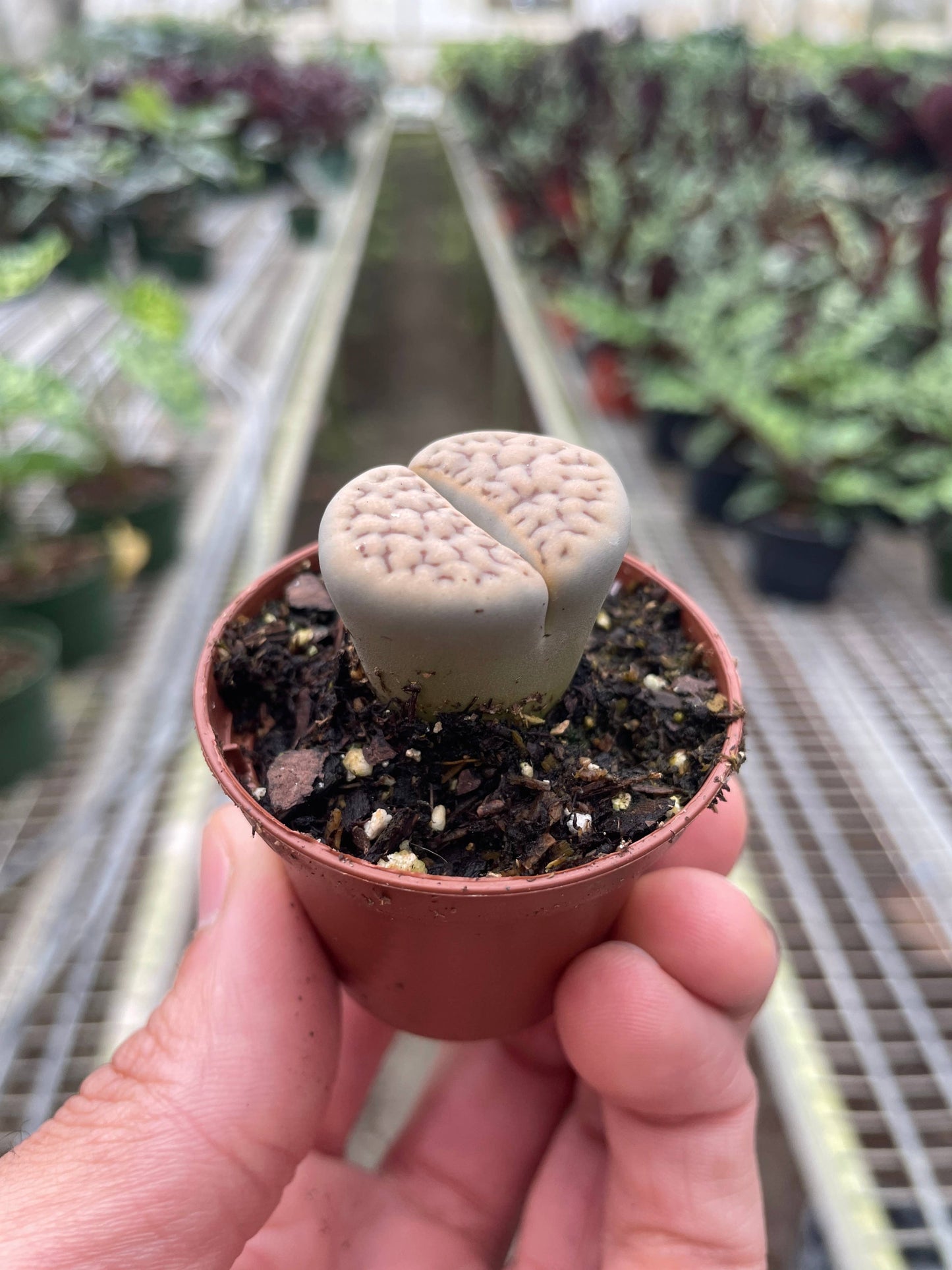 Lithop Living Stone - 2" Pot