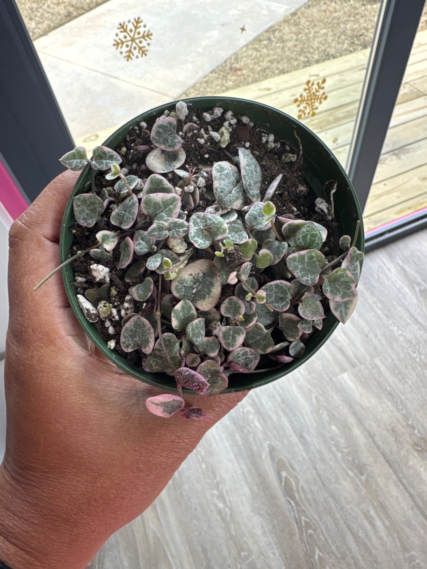 String of Hearts Variegated