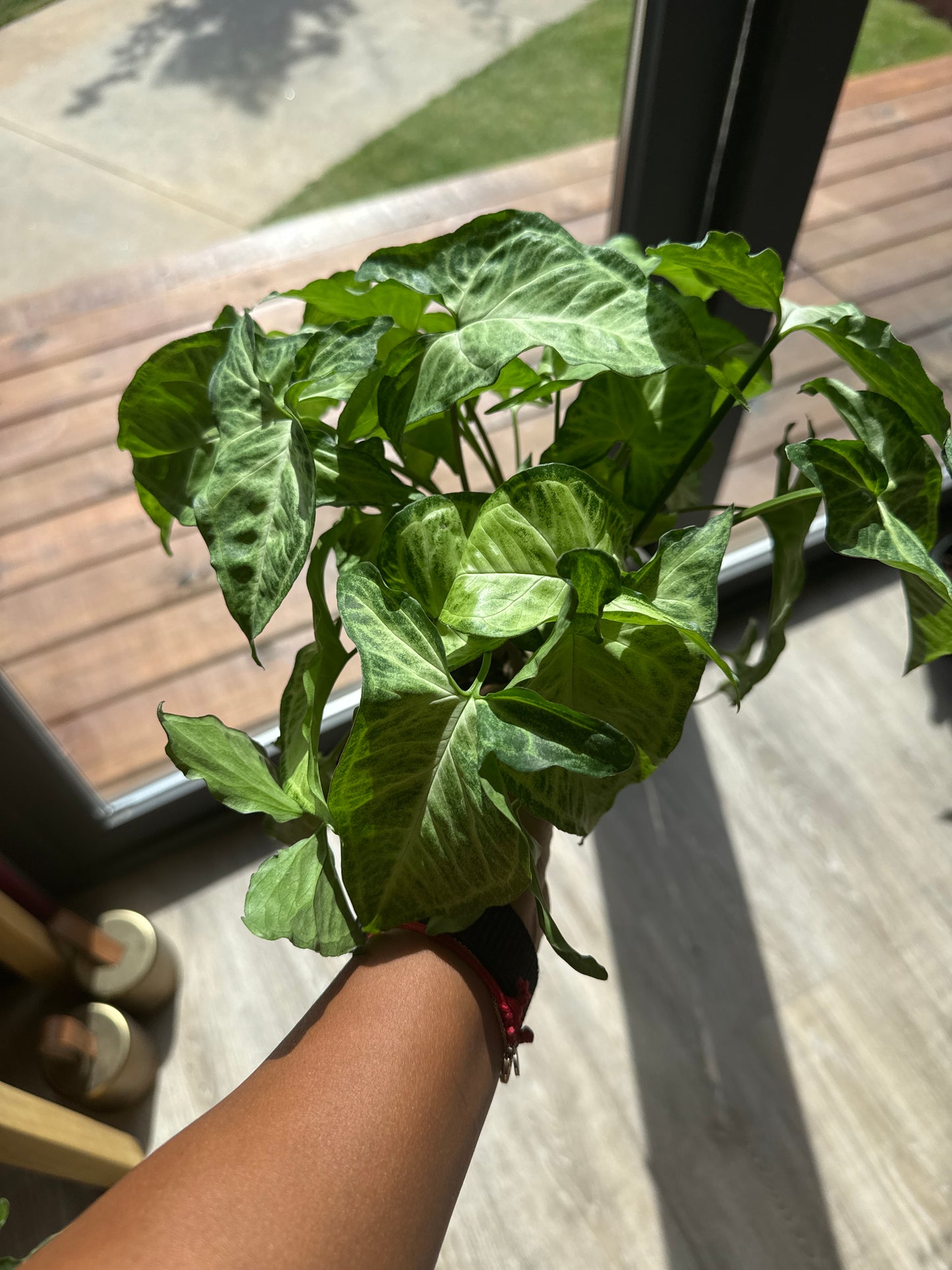 Syngonium Butterfly