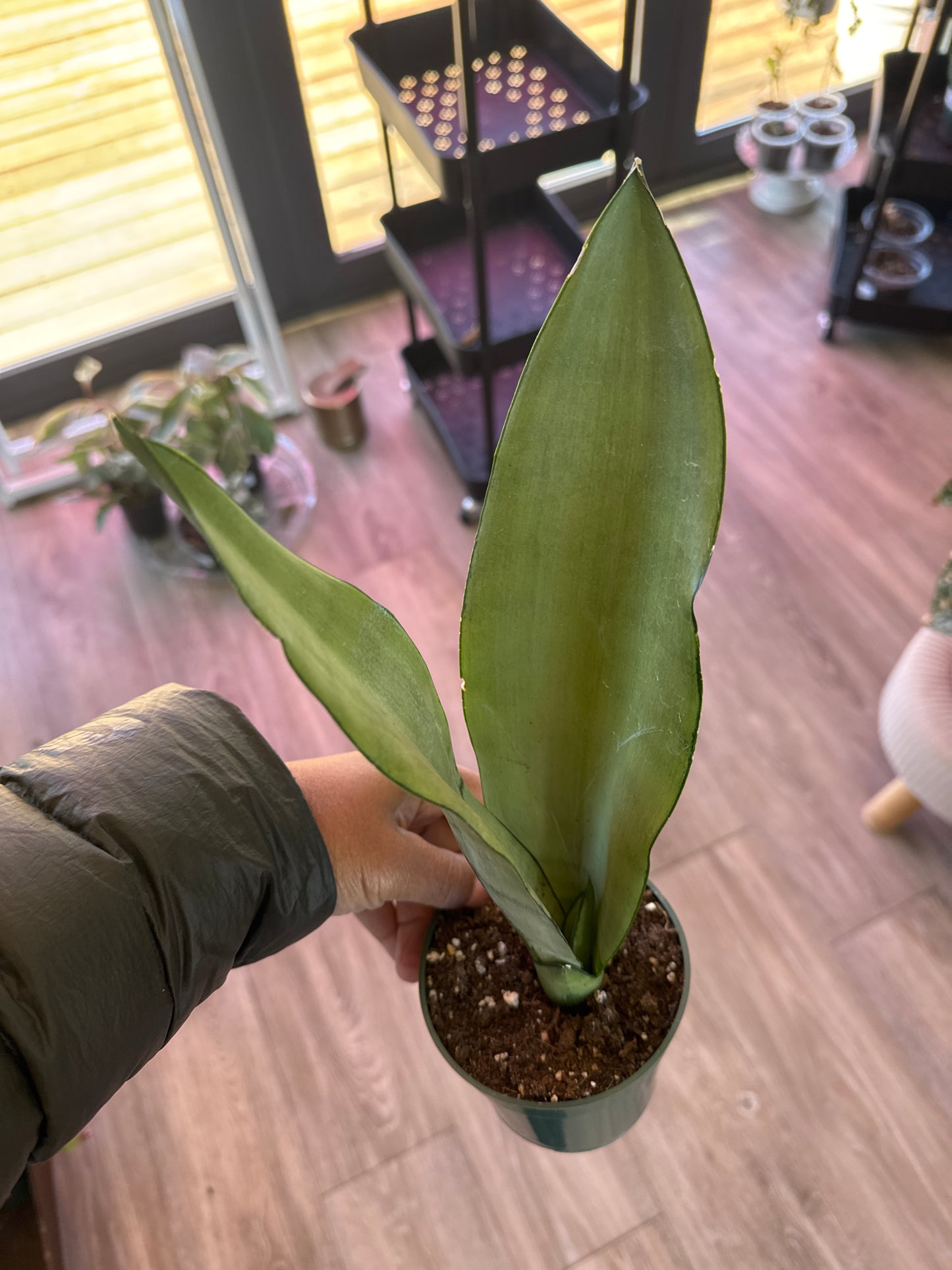 Sansevieria -moonshine