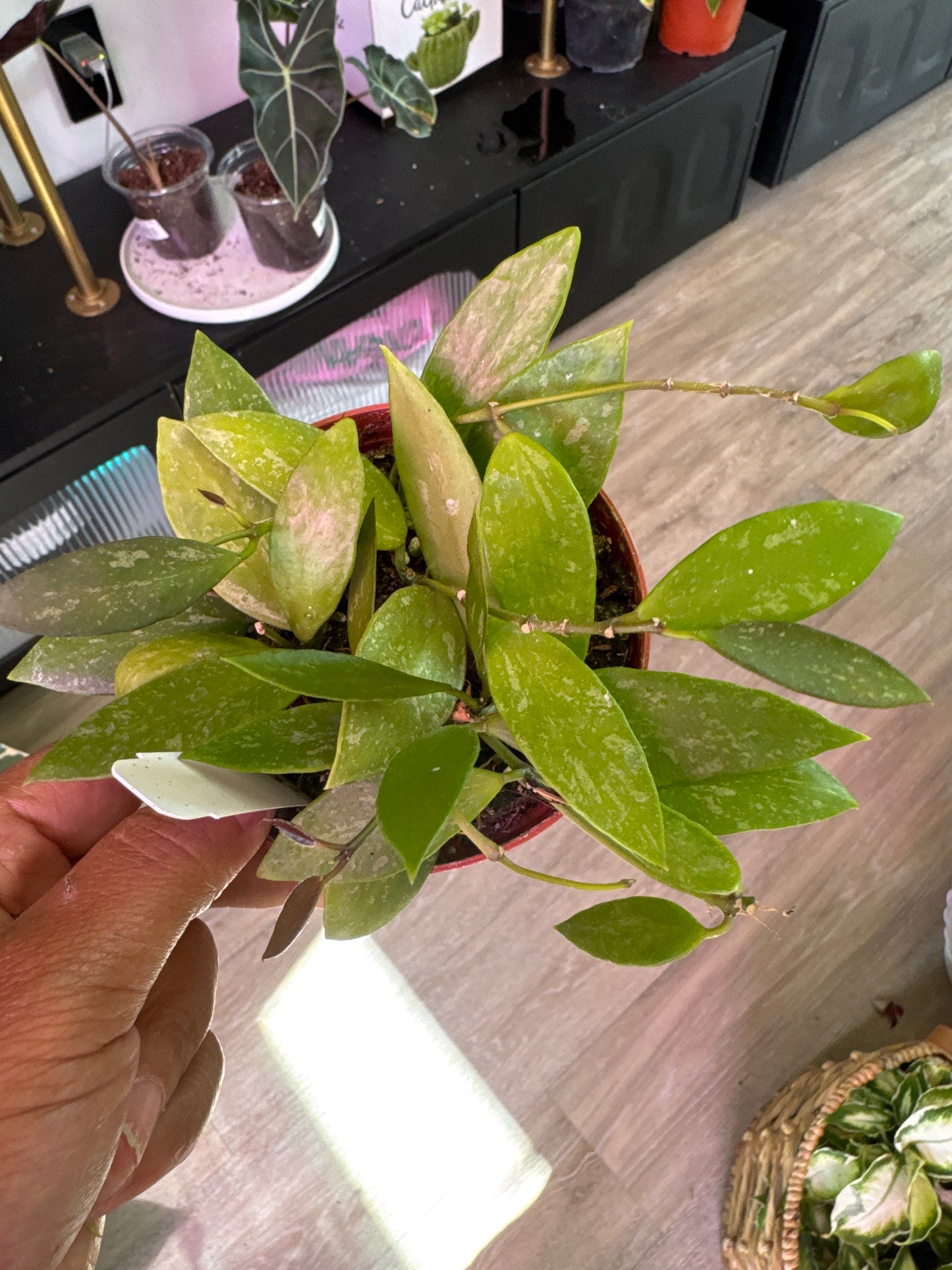 Hoya Gracilis