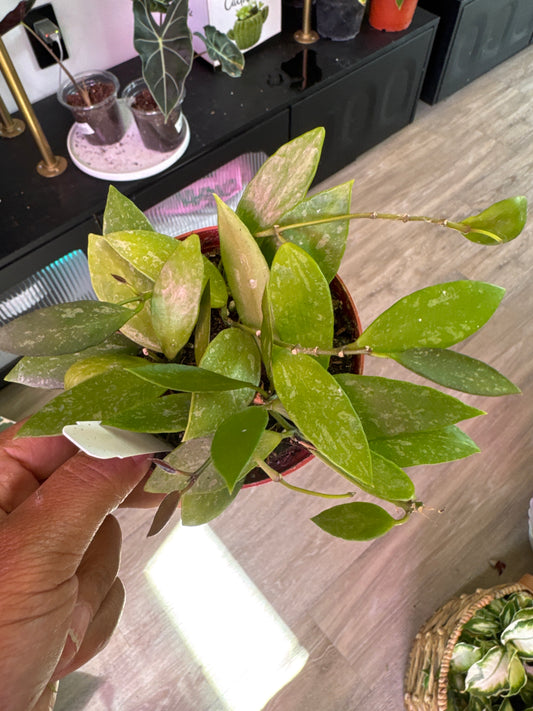 Hoya Gracilis