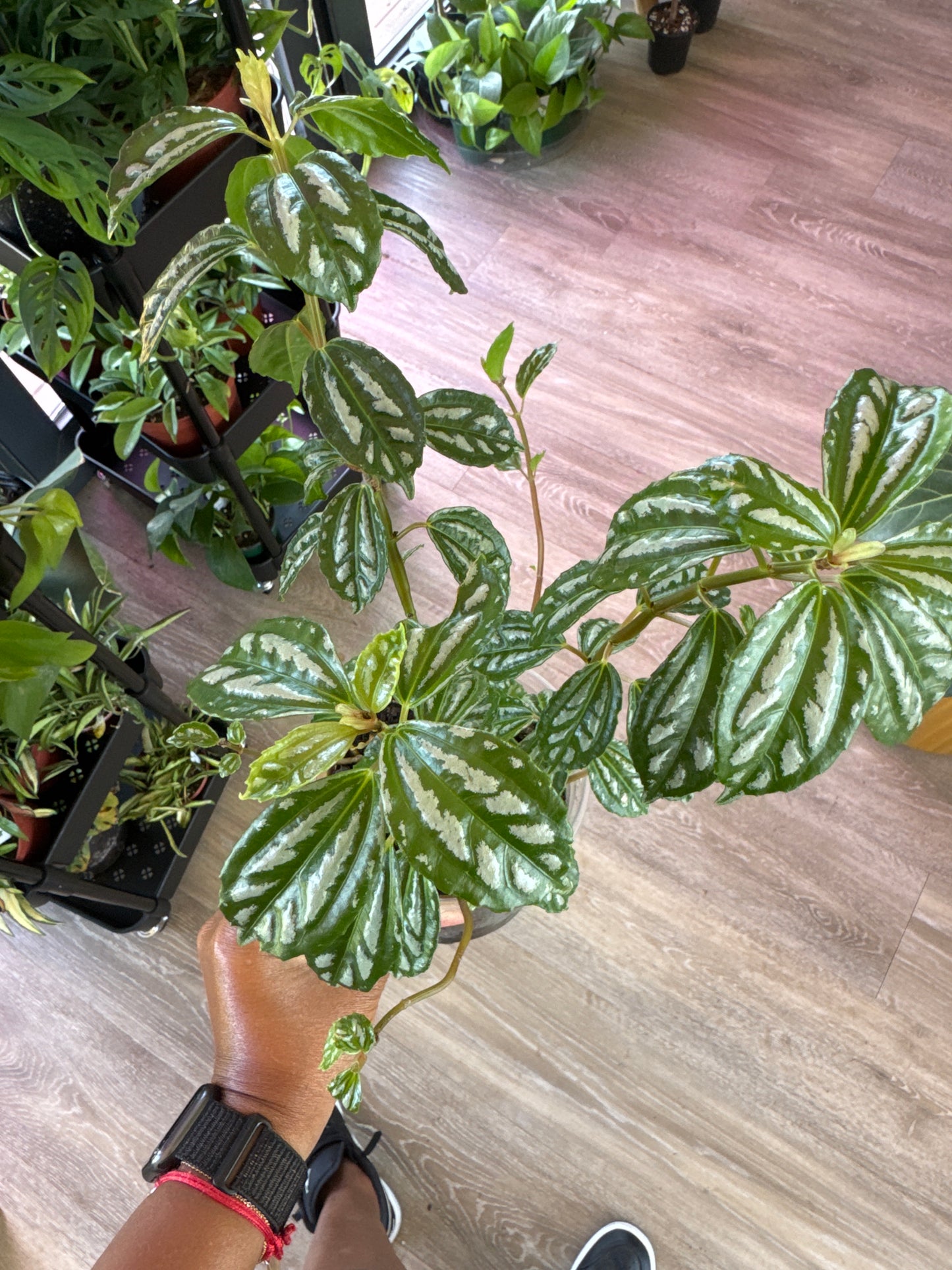 Aluminum Plant (pilea)