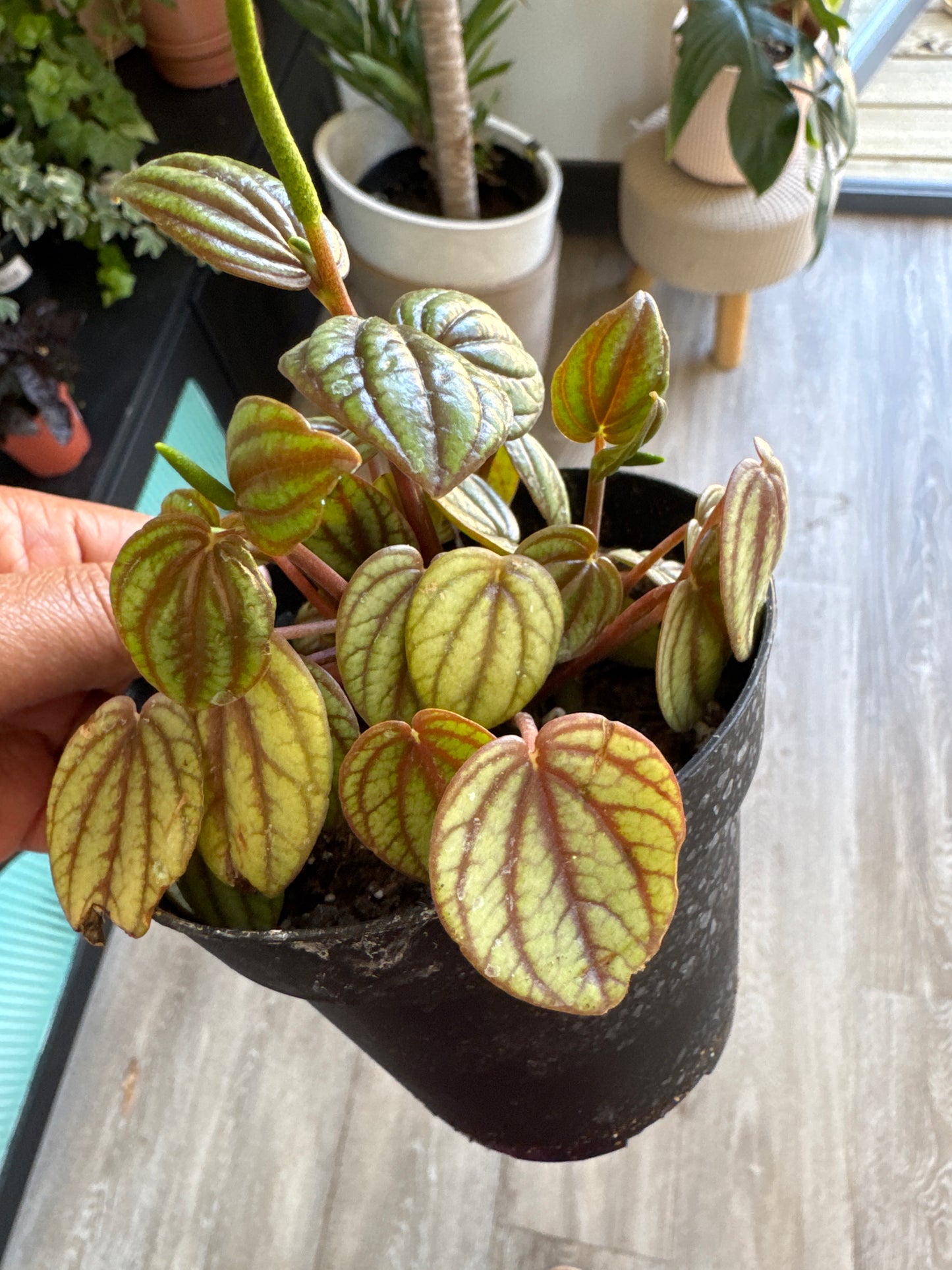 Peperomia 'Picollo Banda' - 4" Pot