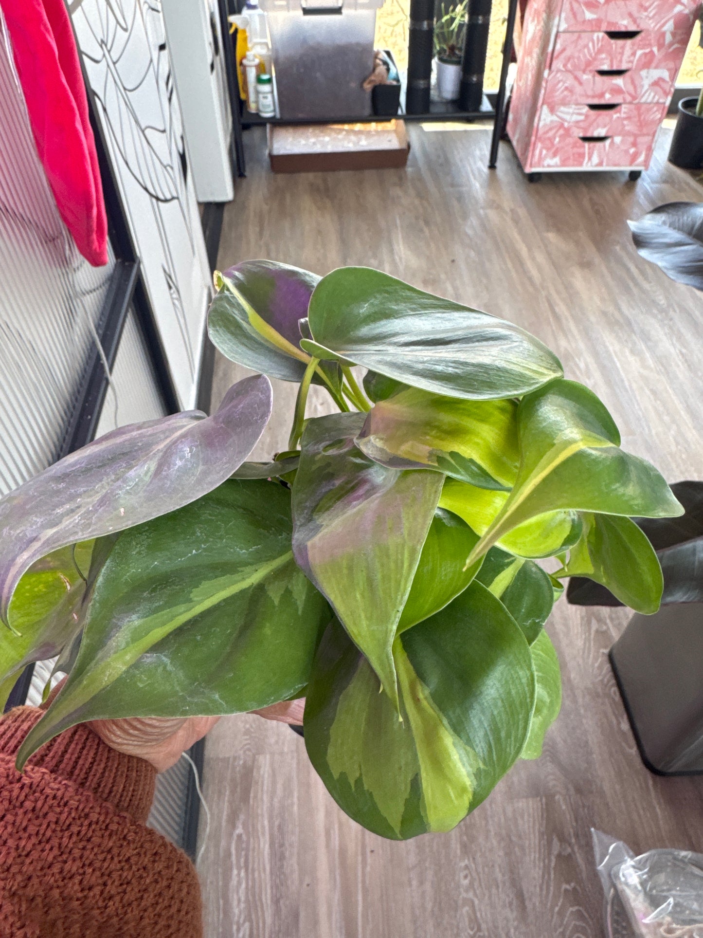 Philodendron Brasil