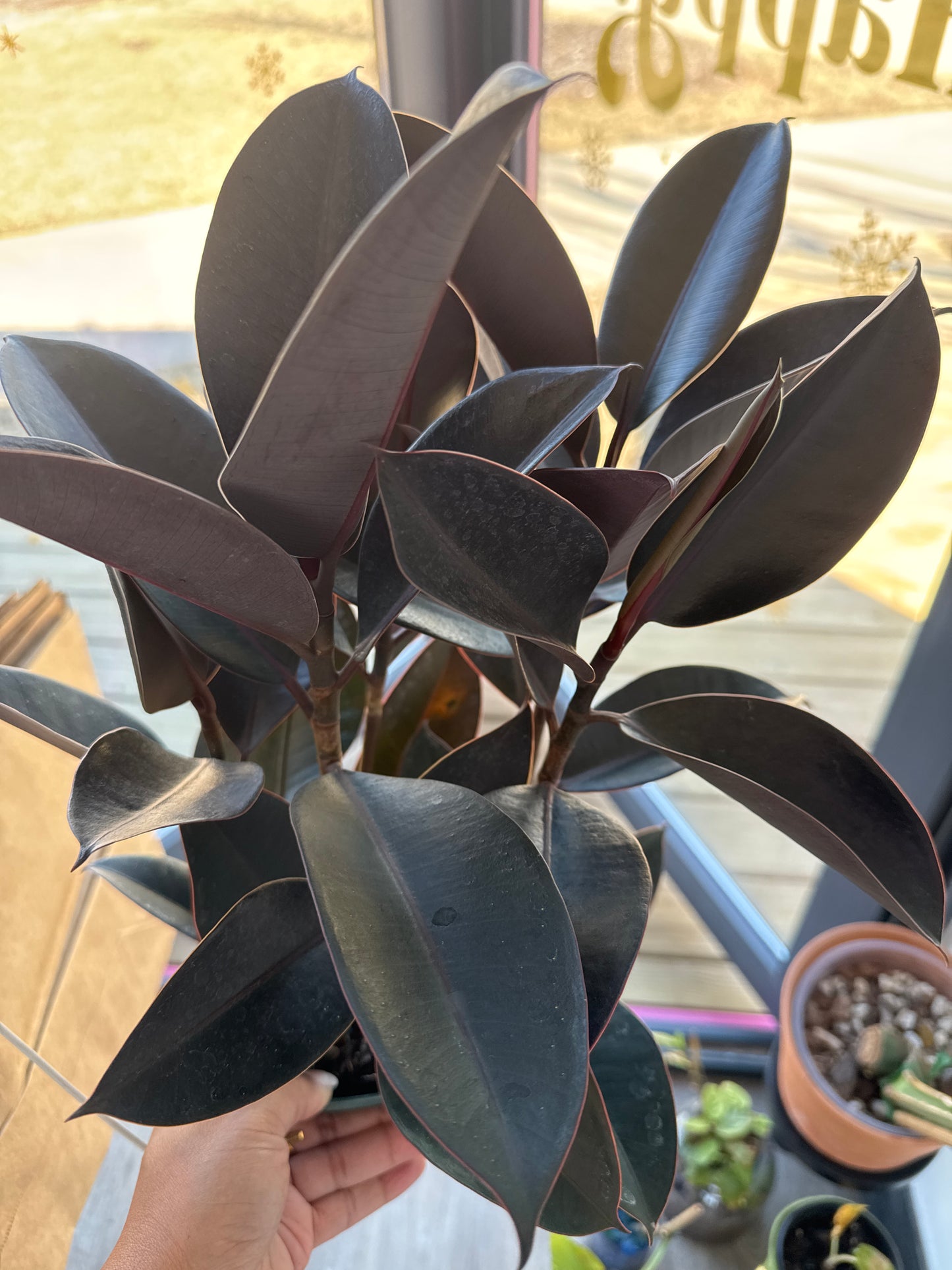 Burgundy Ficus Rubber Tree