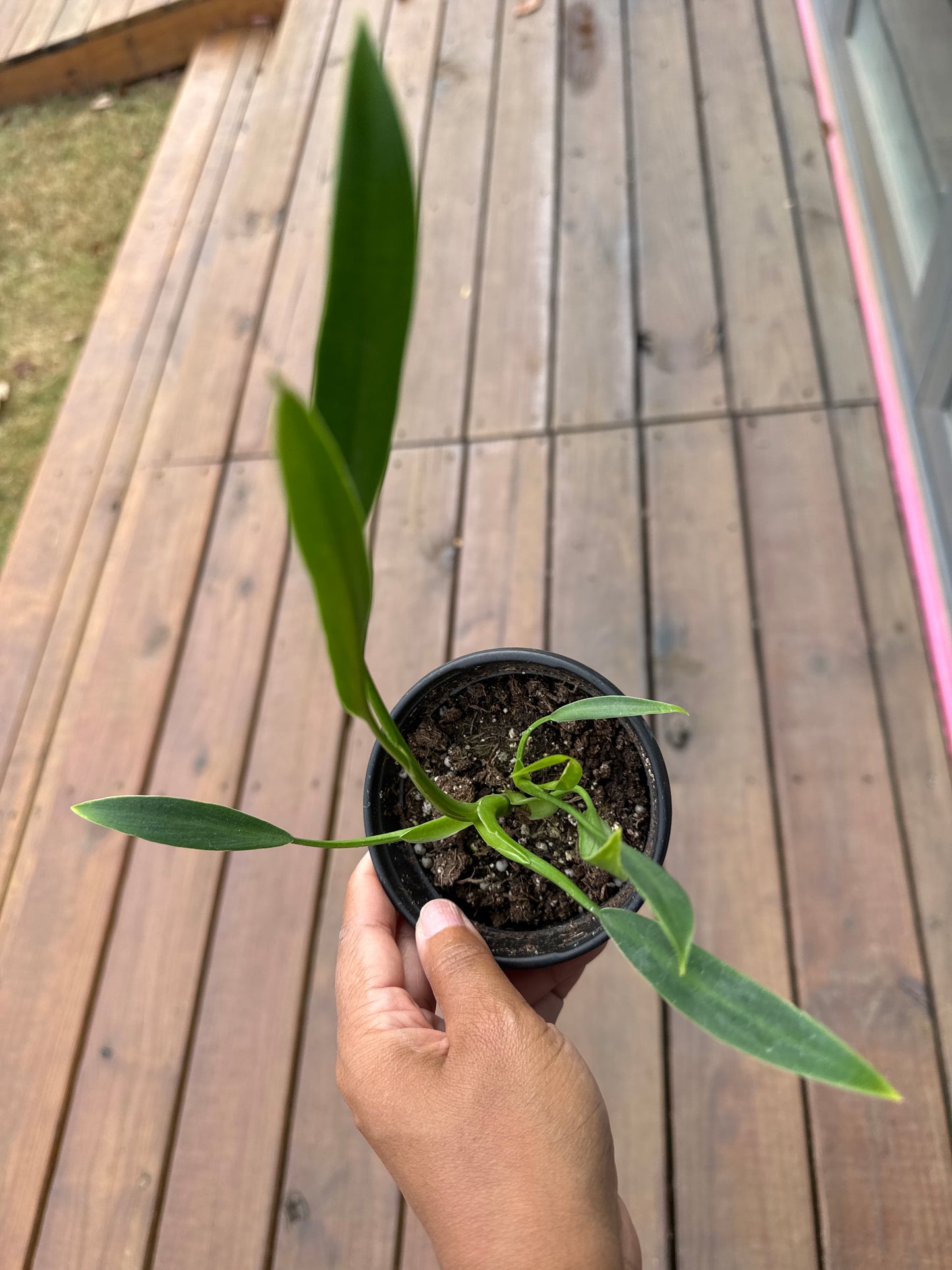 Philodendron Sucre Slim