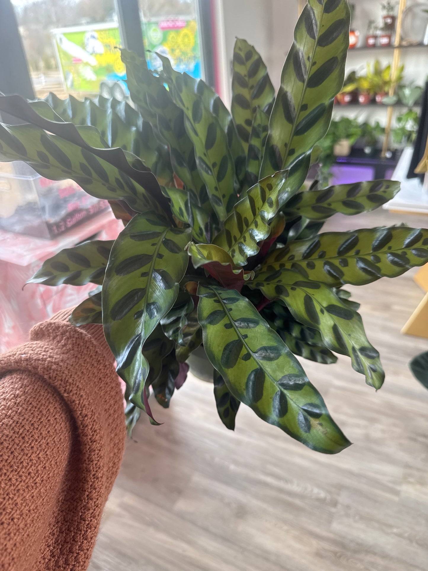 Rattlesnake Calathea