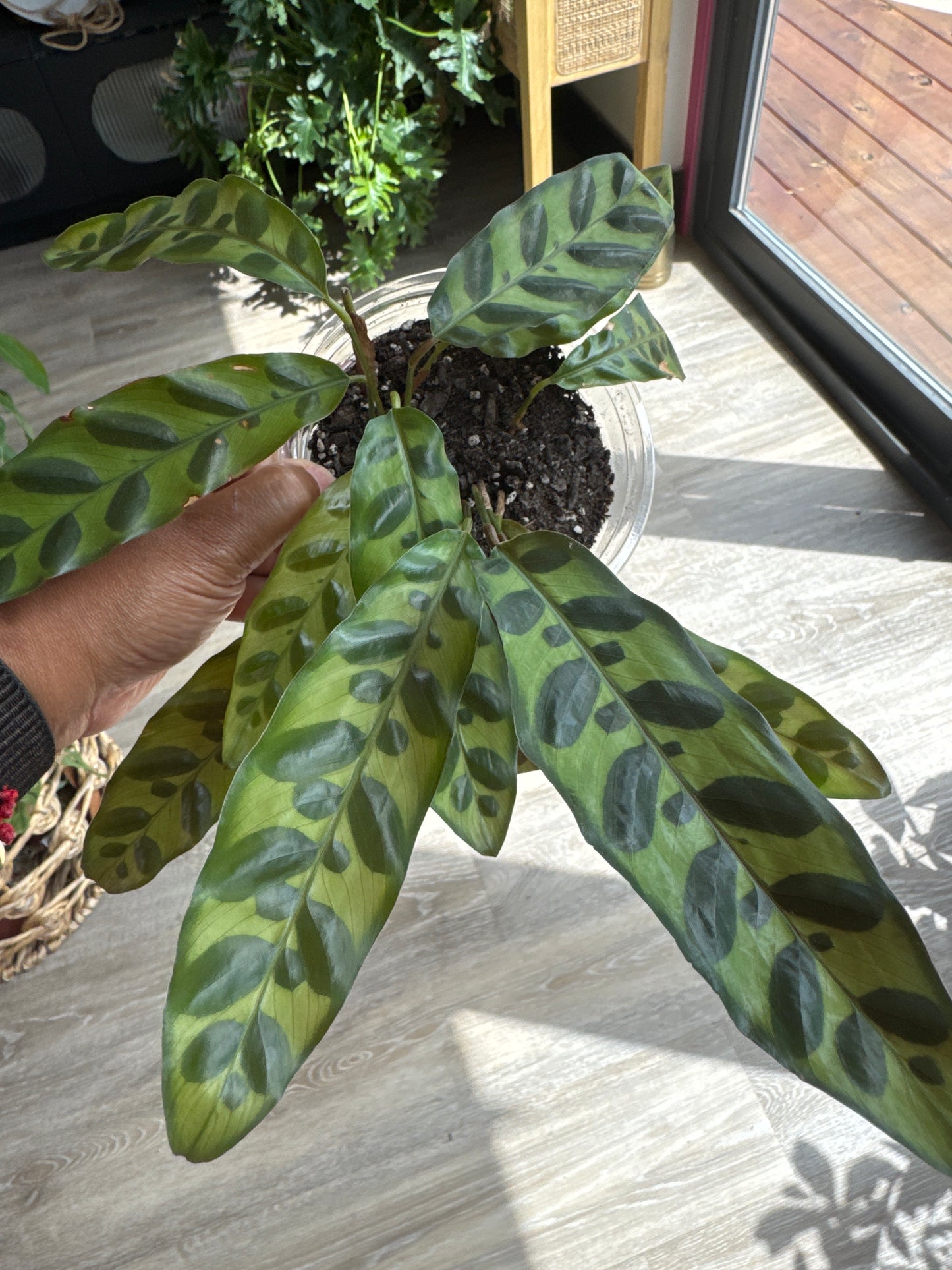 Rattlesnake Calathea