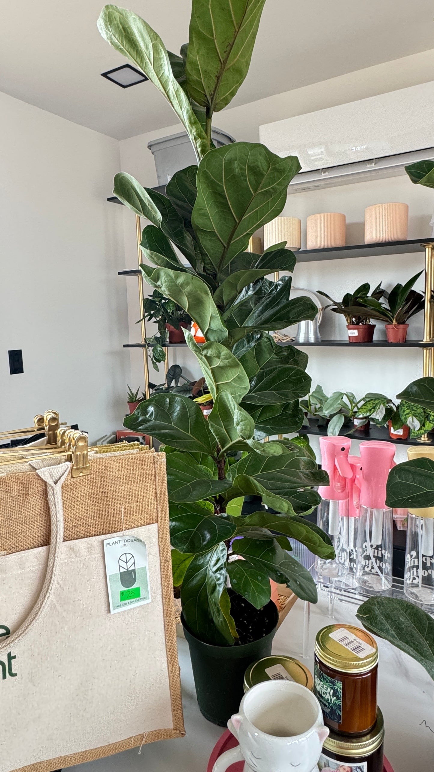 Fiddle Leaf Fig
