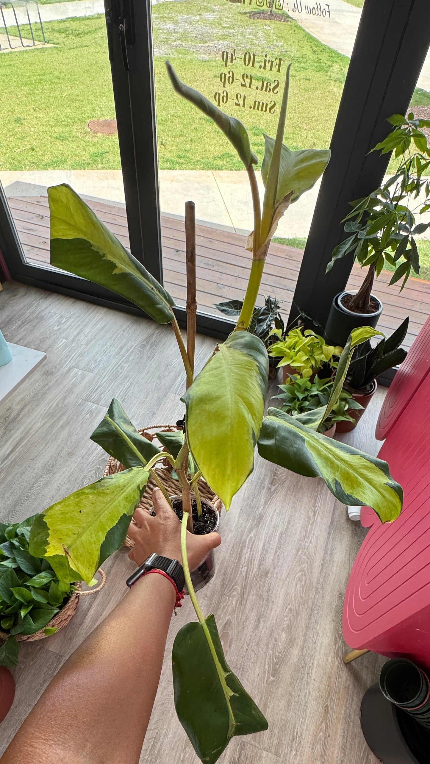 Philodendron Thai Sunrise 4 inch Grower Pot