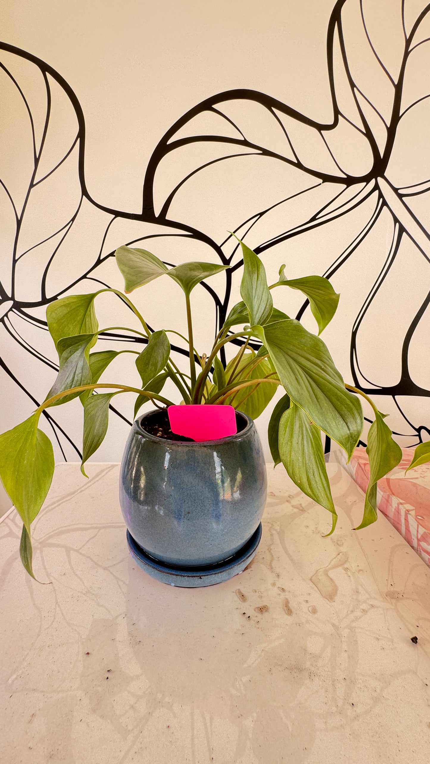 Homalomena 'Emerald Gem' - in ceramic pot