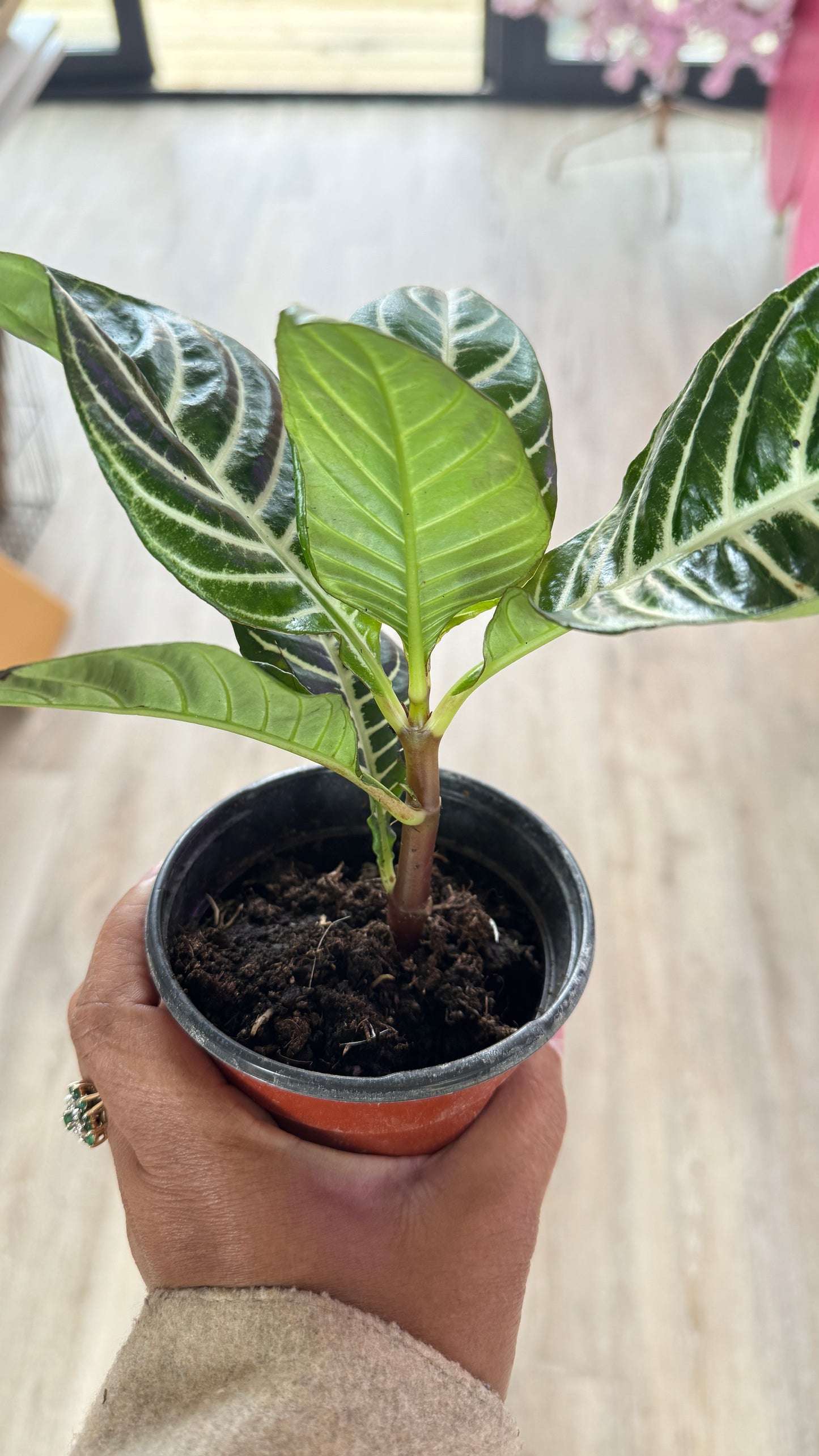 Zebra 'Aphelandra'