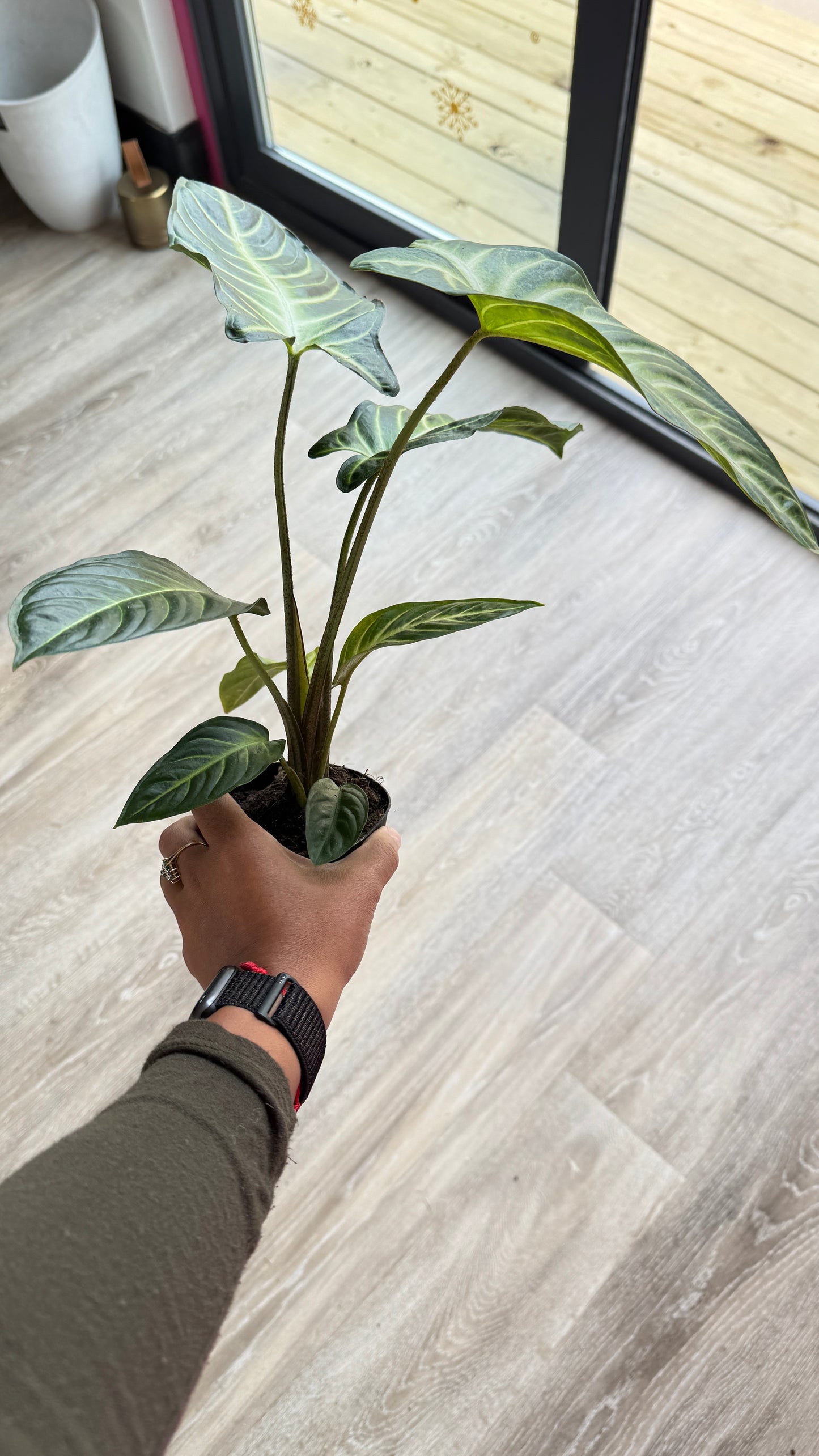 Xanthosoma 'Lendenii' - 4" Pot