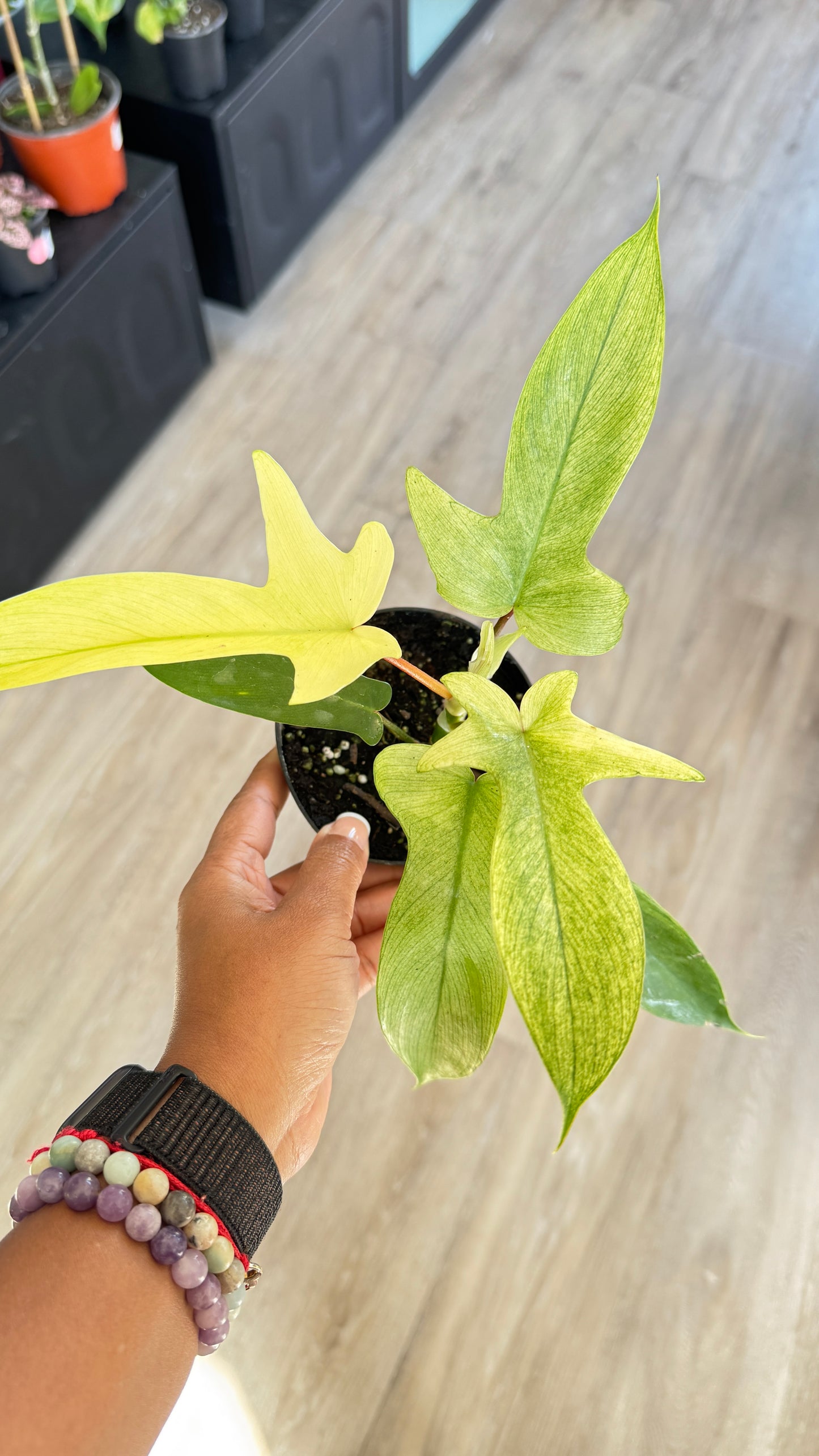 Philodendron Florida Ghost