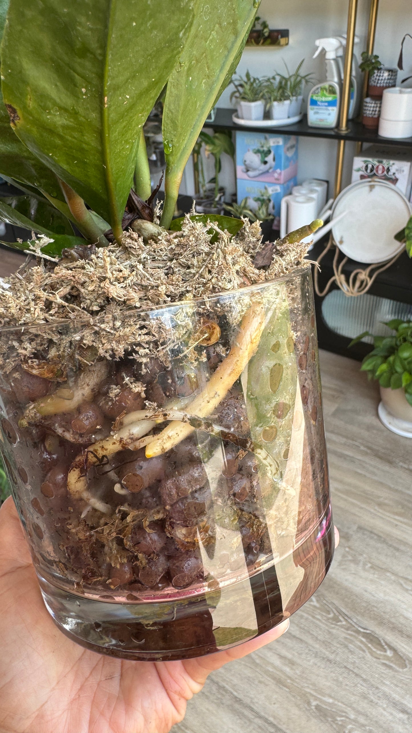 Anthurium Superbum