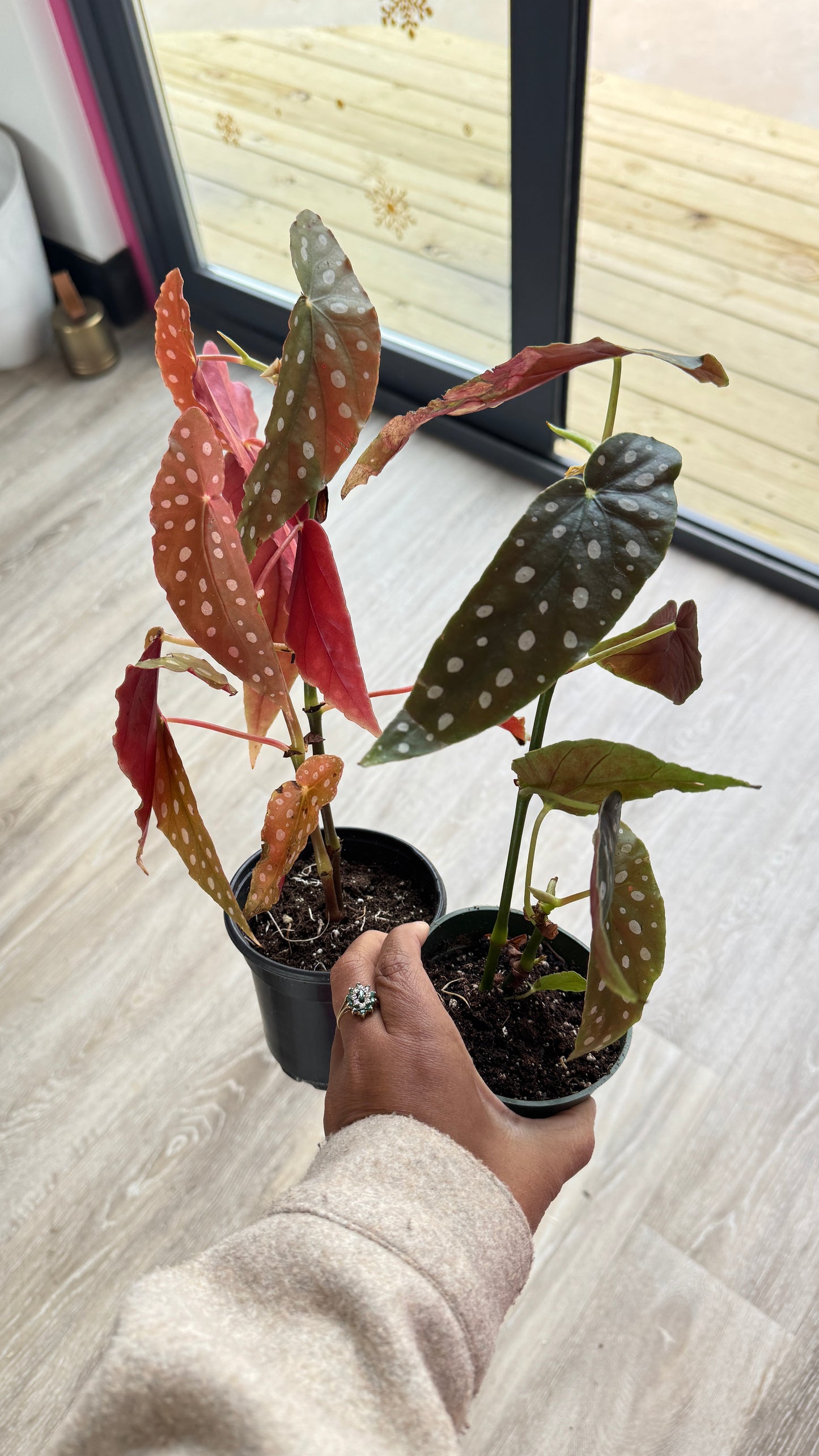 Begonia Maculata 4-inch