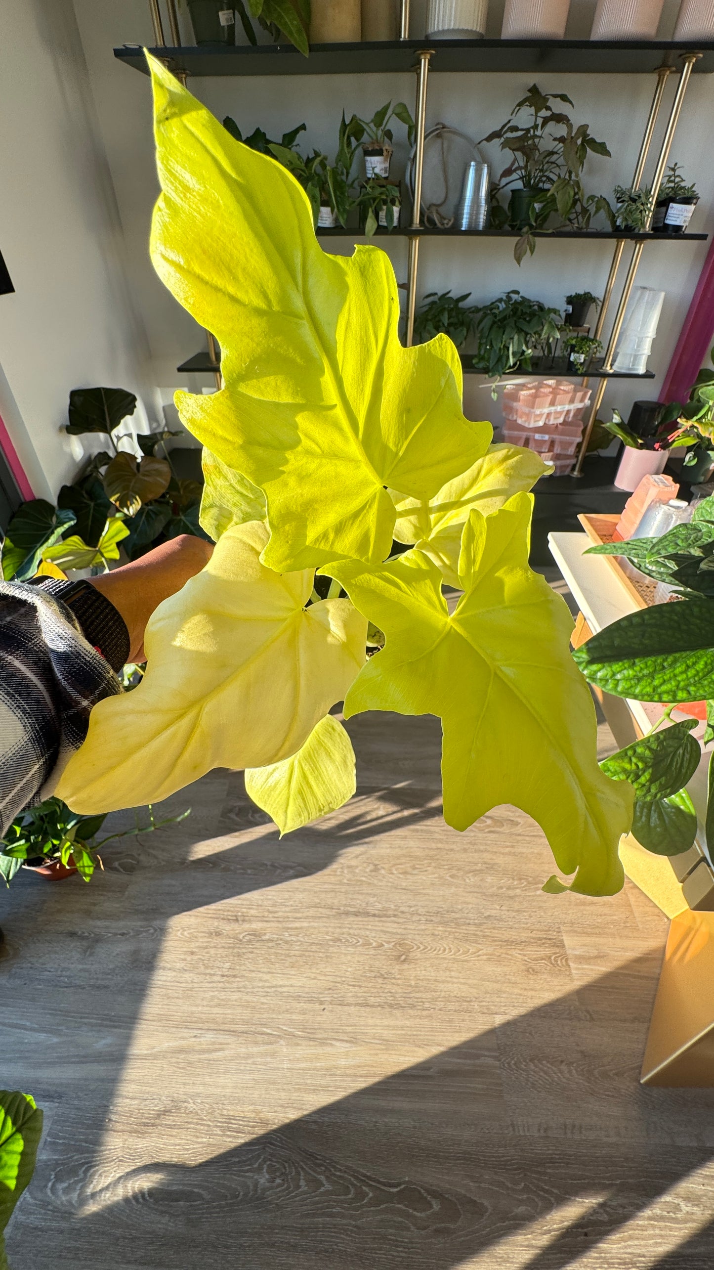 Philodendron Warscewiczii