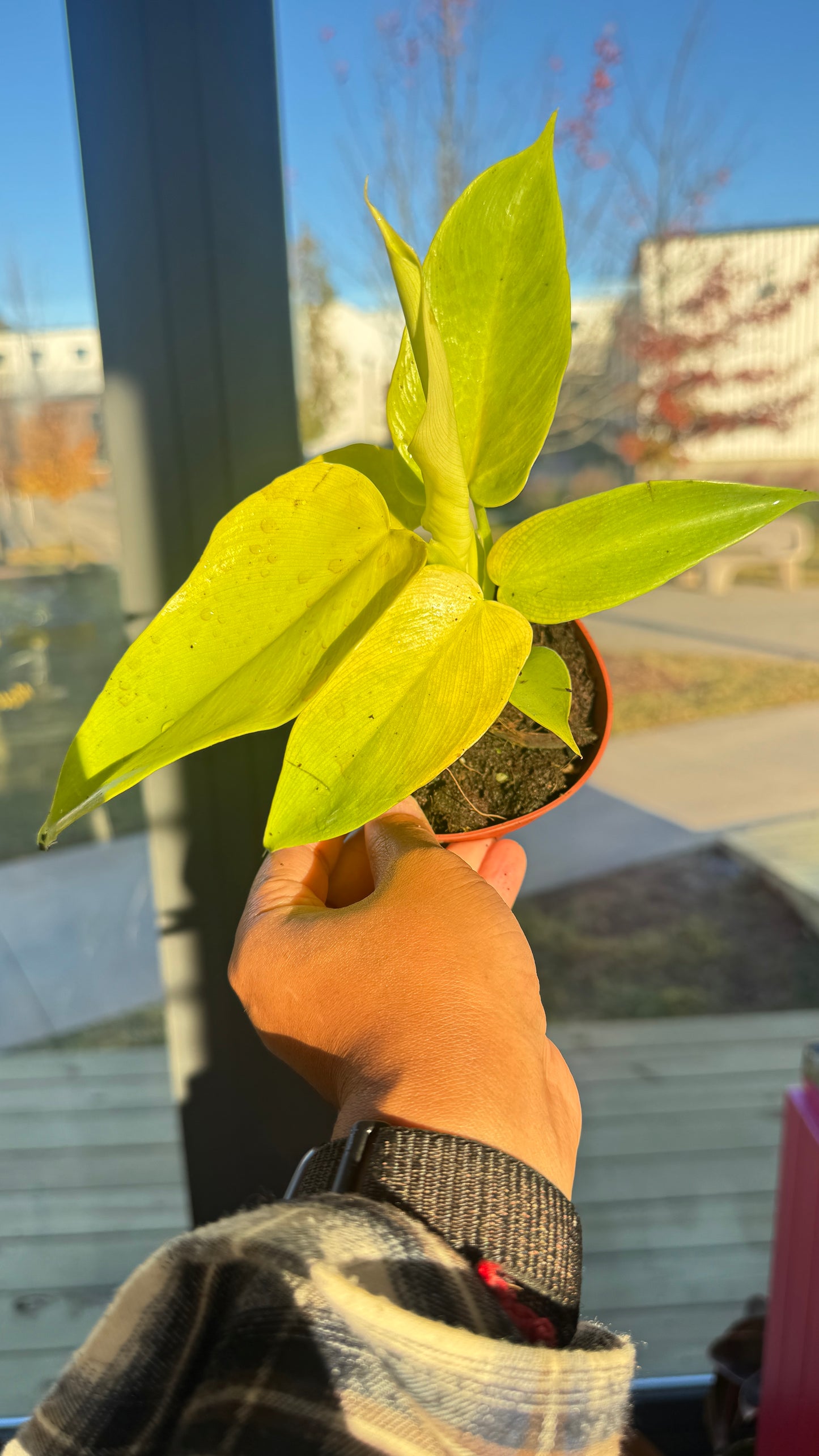 Philodendron Bipennifolium Aurea