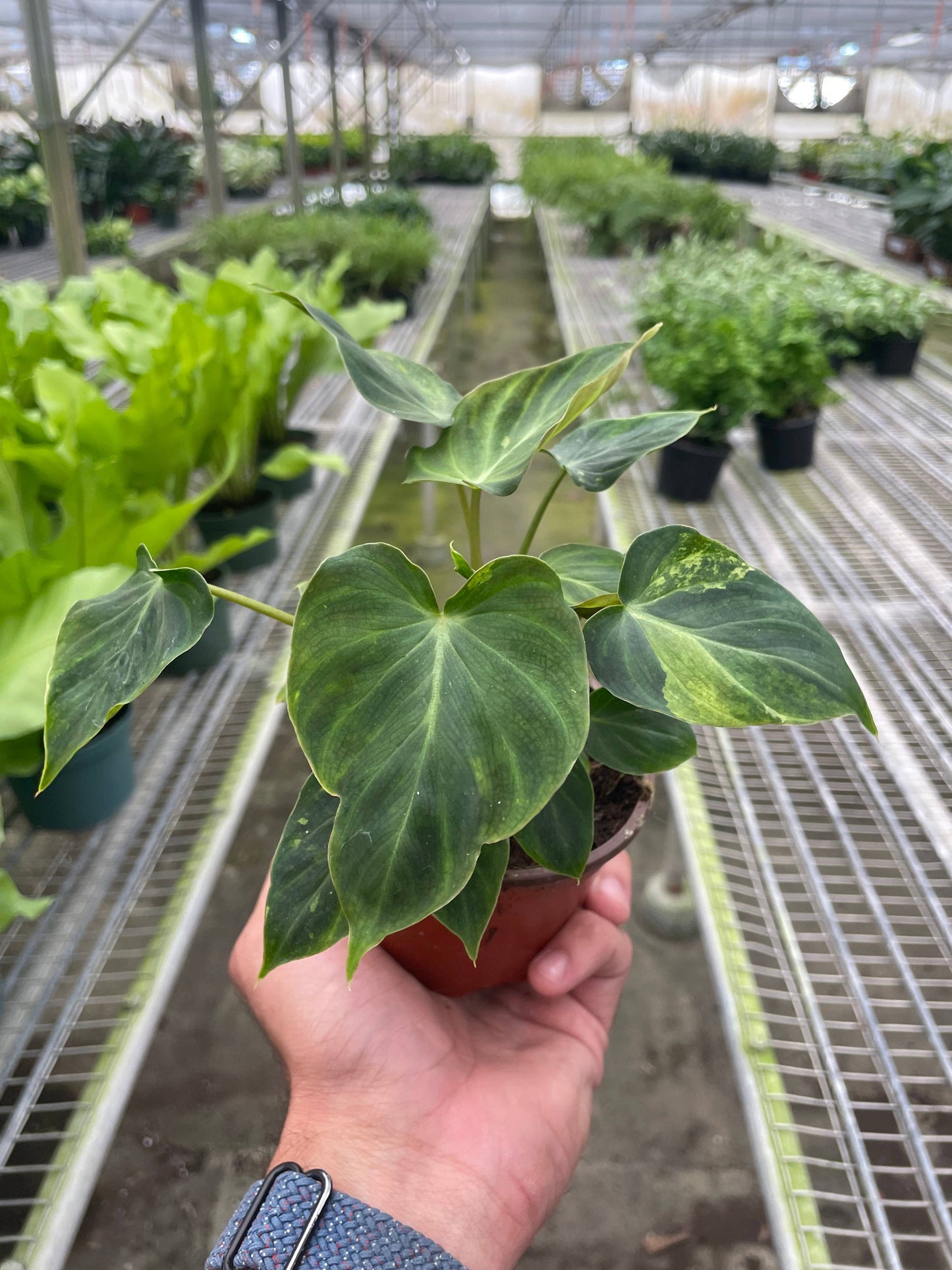 Philodendron 'Verrucosum'- 4" Pot