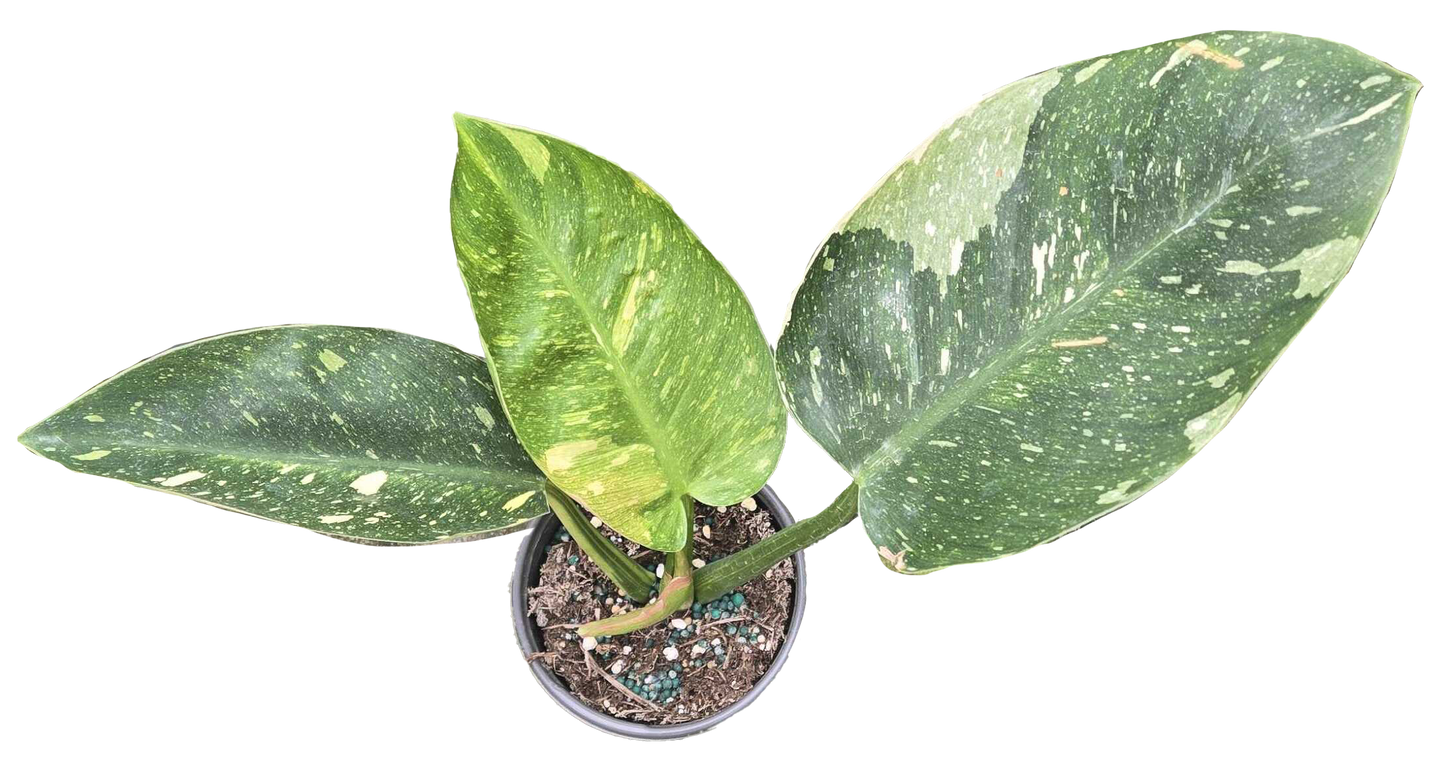 Philodendron Congo Nuclear 4 inch