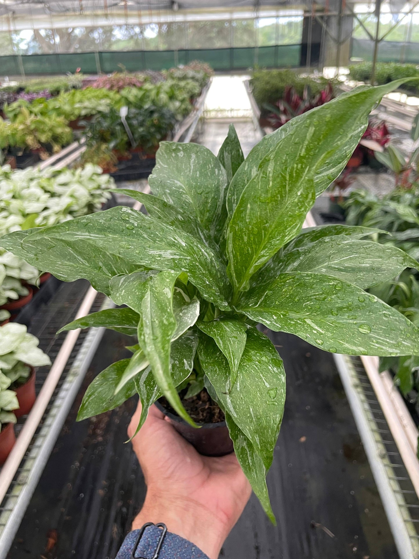 Variegated Peace Lily 'Domino' - 4" Pot