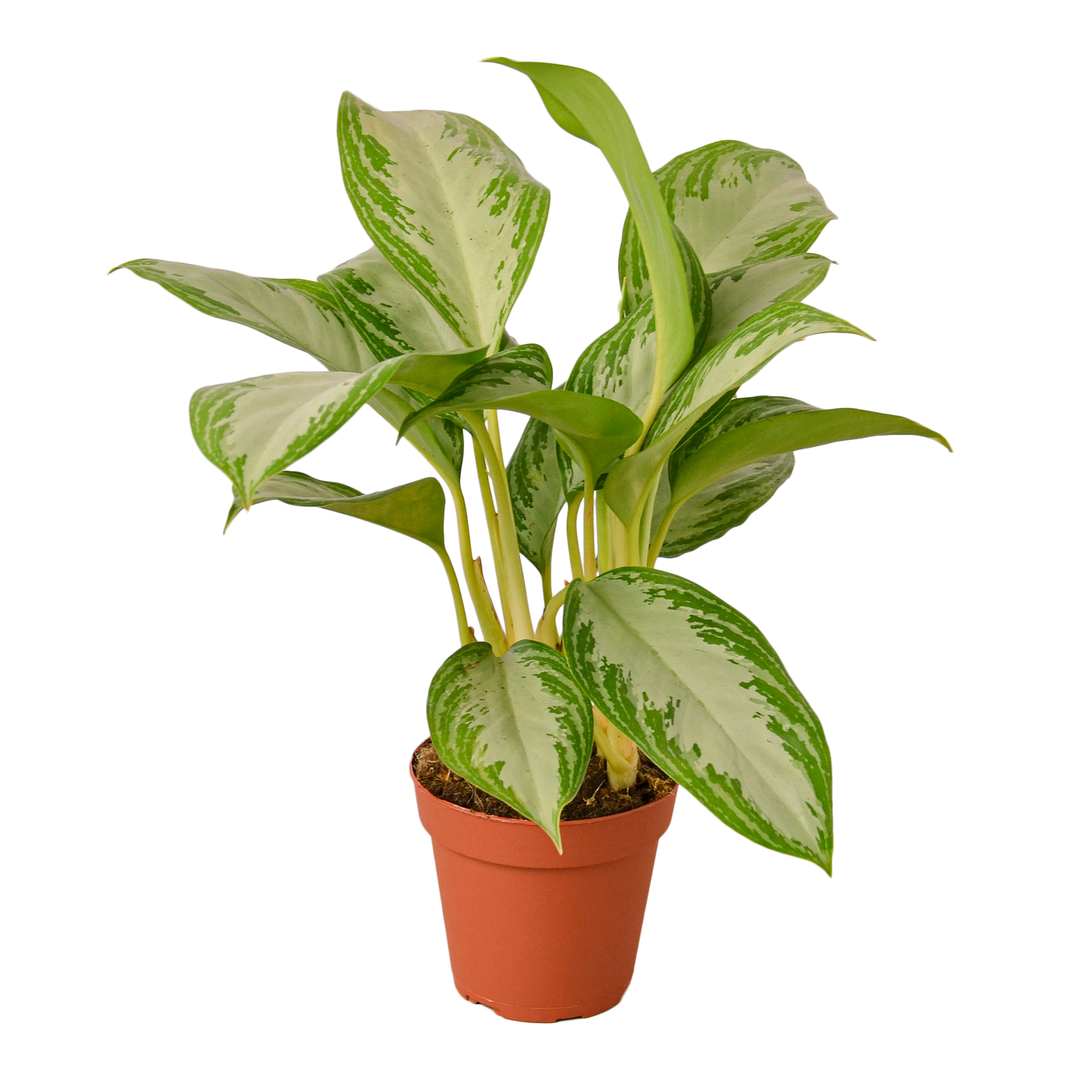 CH EVERGREEN SILVER BAY 4-inch